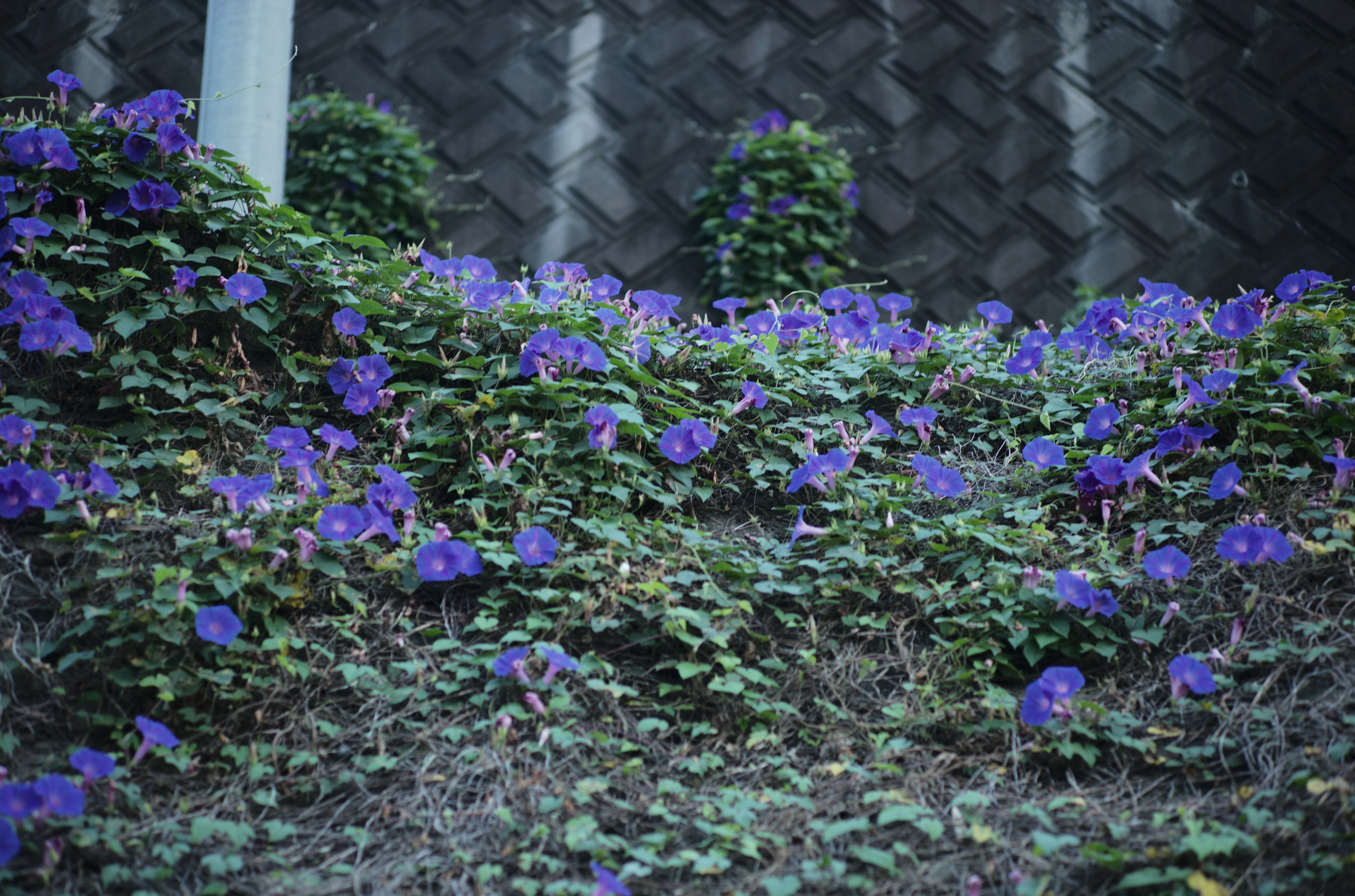 Summicron 90mm f2 3rdを改めて使ってみる｜nay
