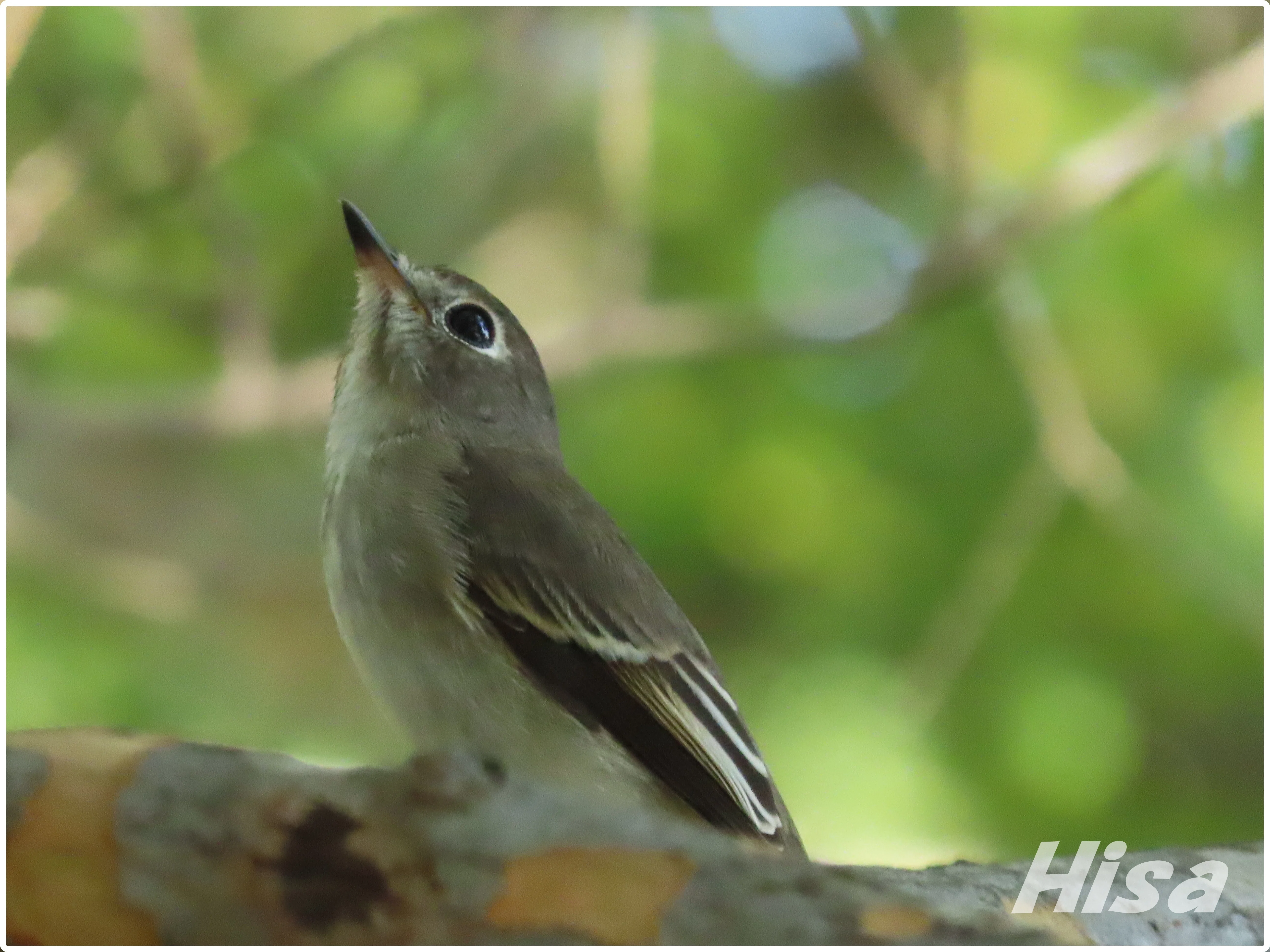 Wild birds are wonderful! Did it become a tree branch? Asian Brown ...