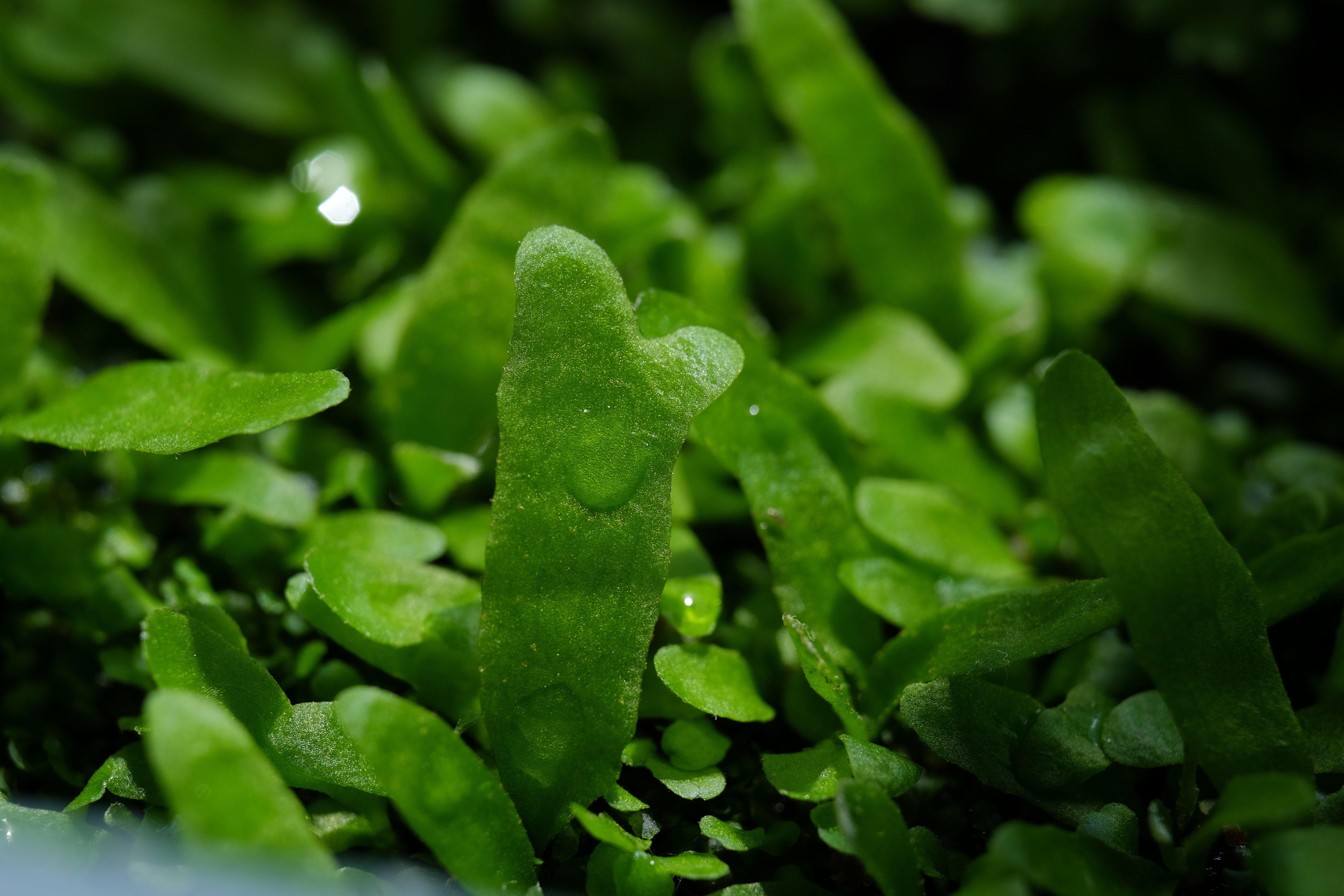 胞子培養ビカクシダのスペーシング｜ノンシャラン