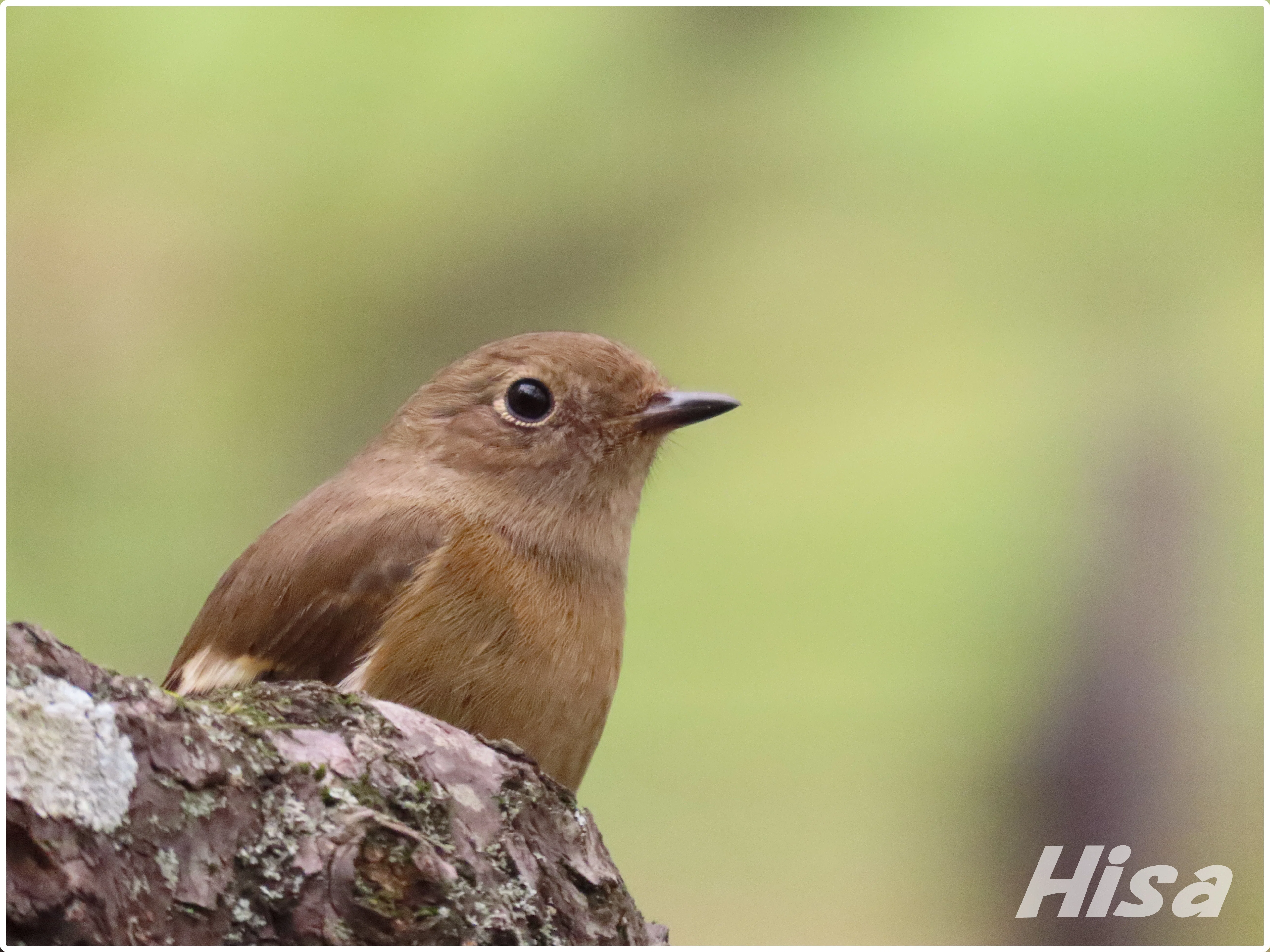 Wild birds are wonderful! Did it become a tree branch? Asian Brown ...