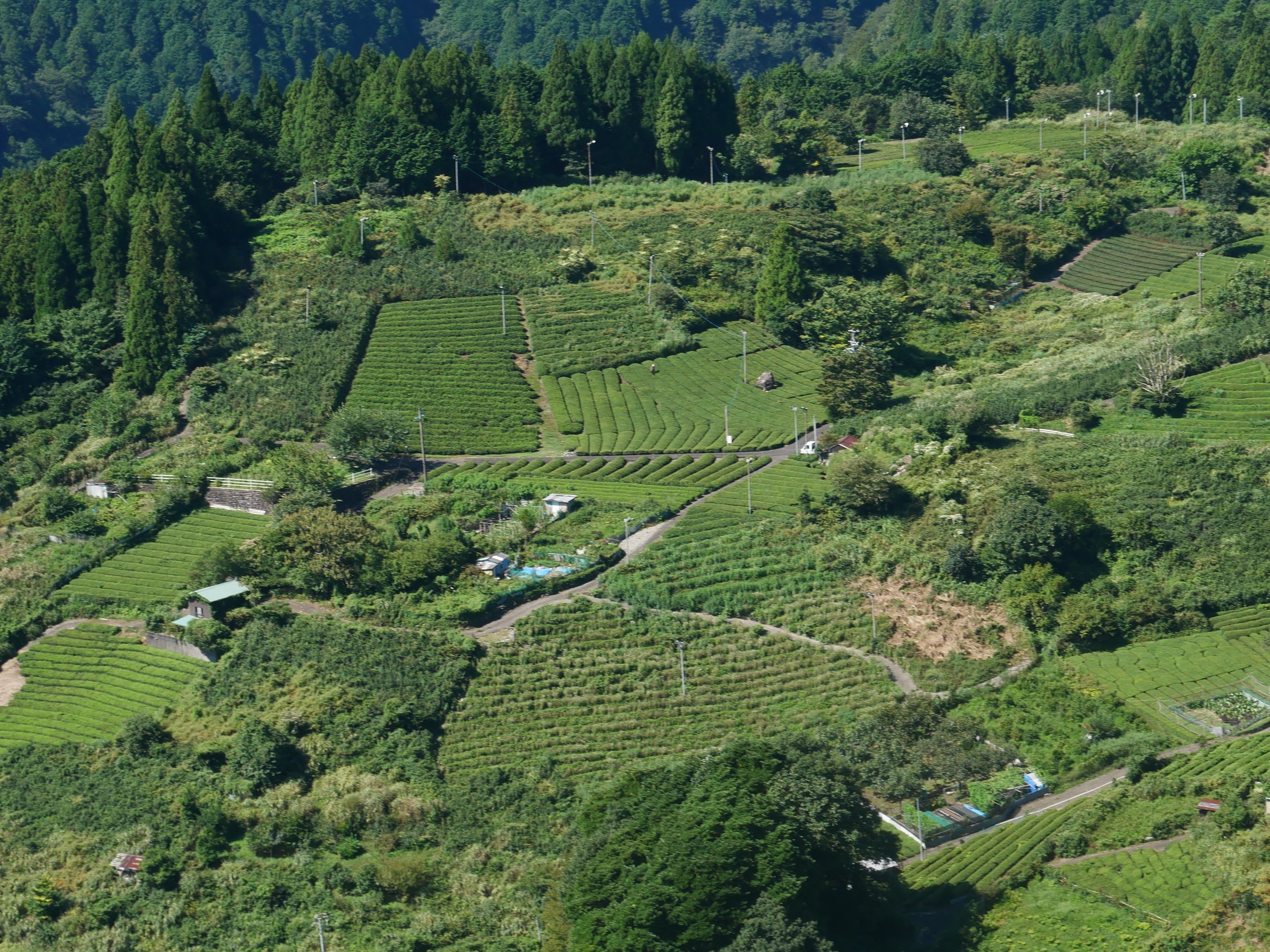 611 岐阜のマチュピチュ 天空の茶園ドライブ｜ミヤコカエデ（Miyako Kaede)