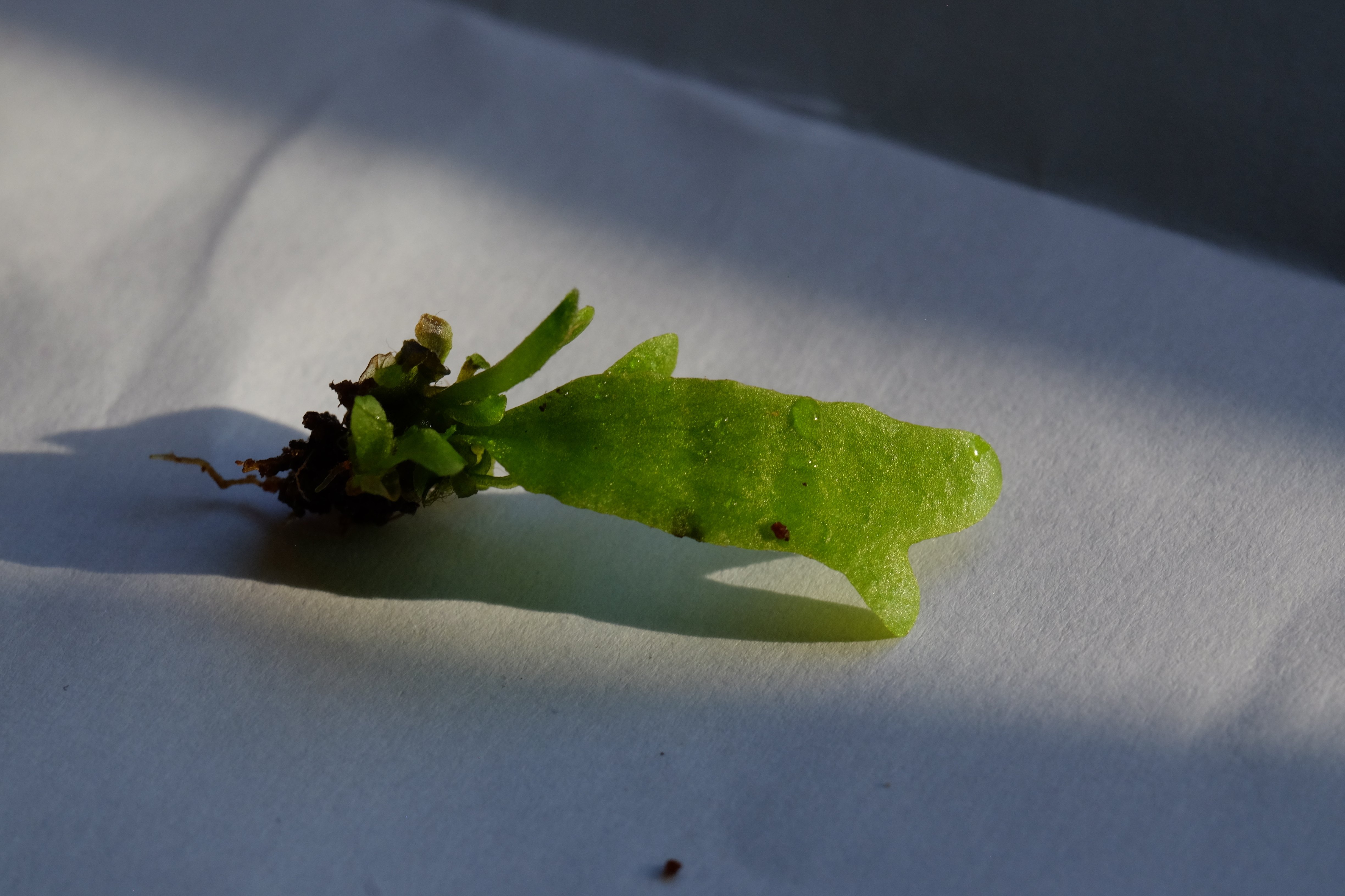 胞子培養ビカクシダのスペーシング｜ノンシャラン