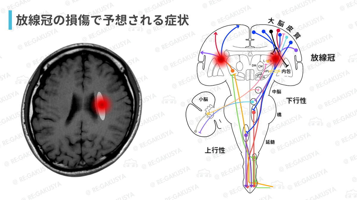 正奇経統合理論とその臨床 正奇経統合理論とその臨床 正奇経統合理論とその臨床