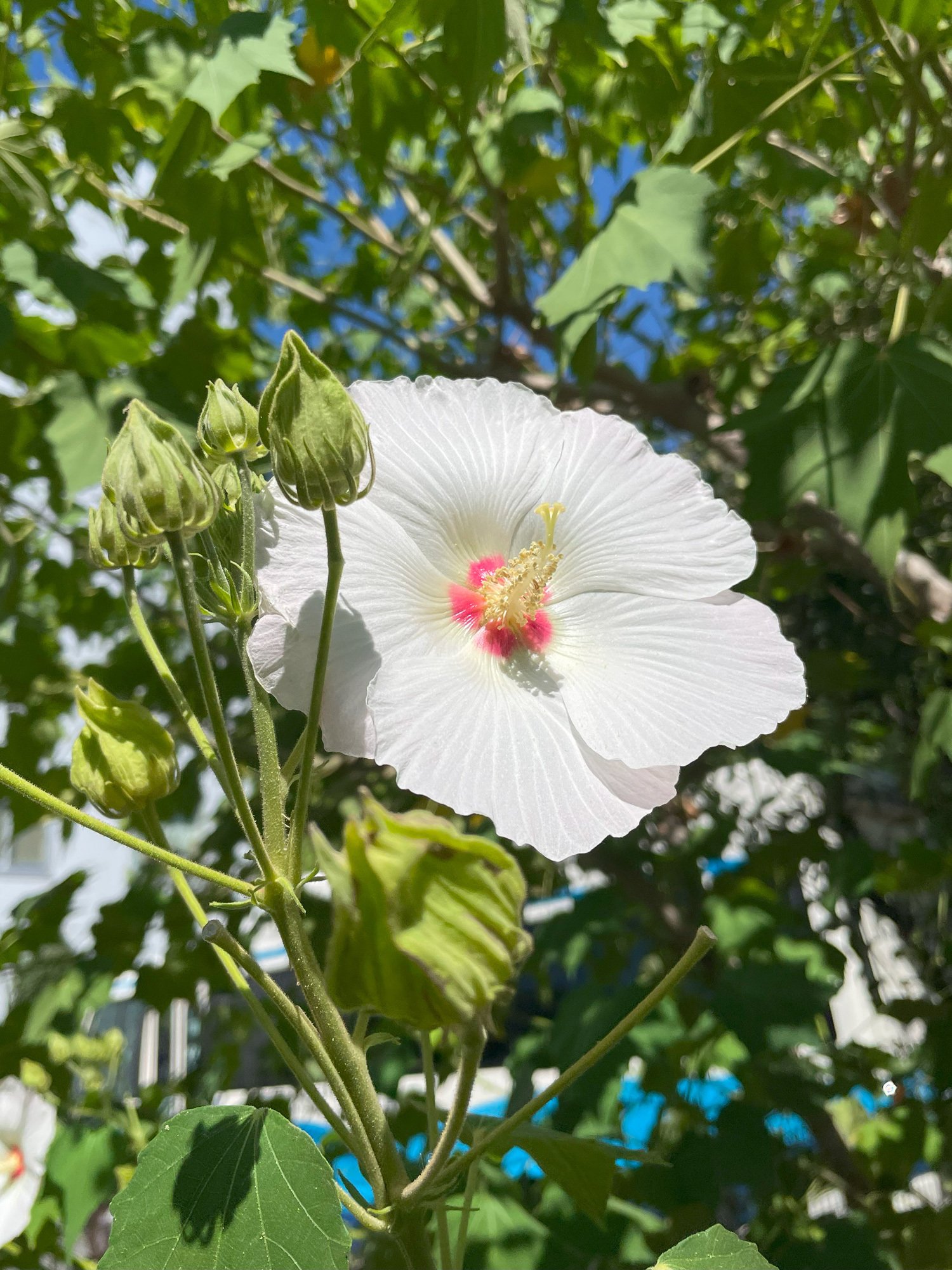 9月1週目の街角お花リレー｜花と日々 yas