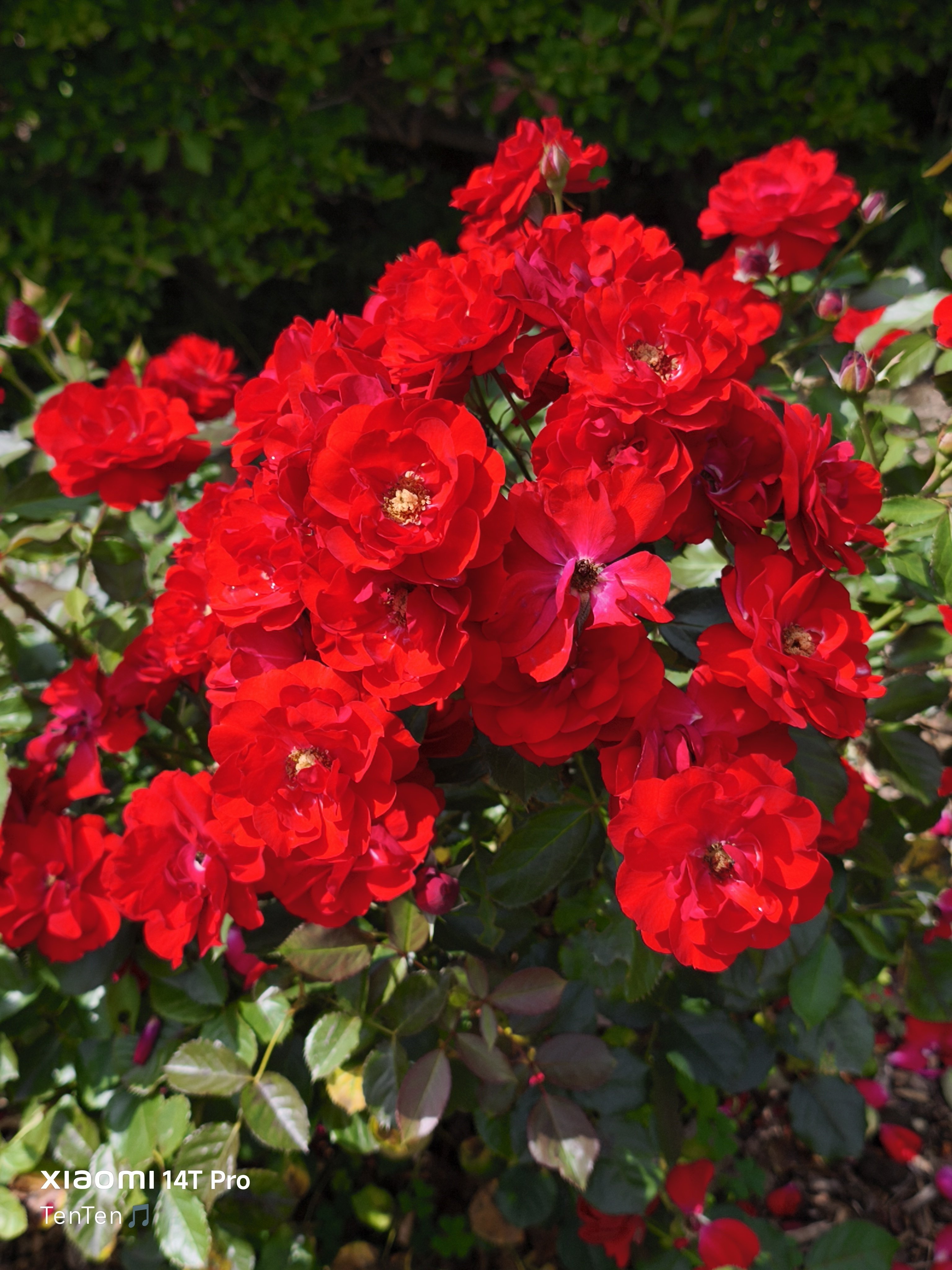 2025年8月最後の日曜日に①～大通公園の薔薇コレクション（2025