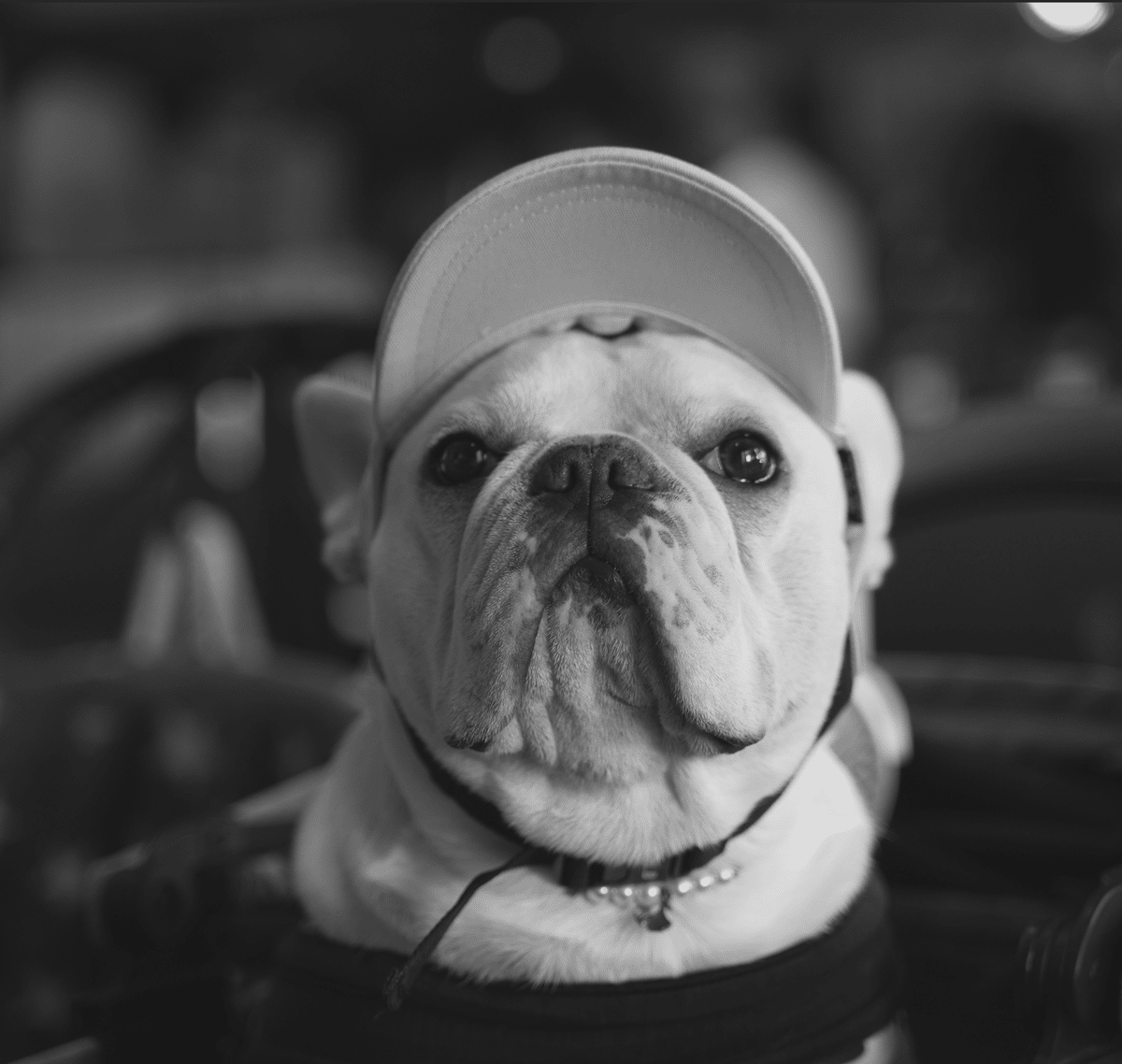 写真から、服へ。— 愛犬をアートにした、あなただけの特別な一枚