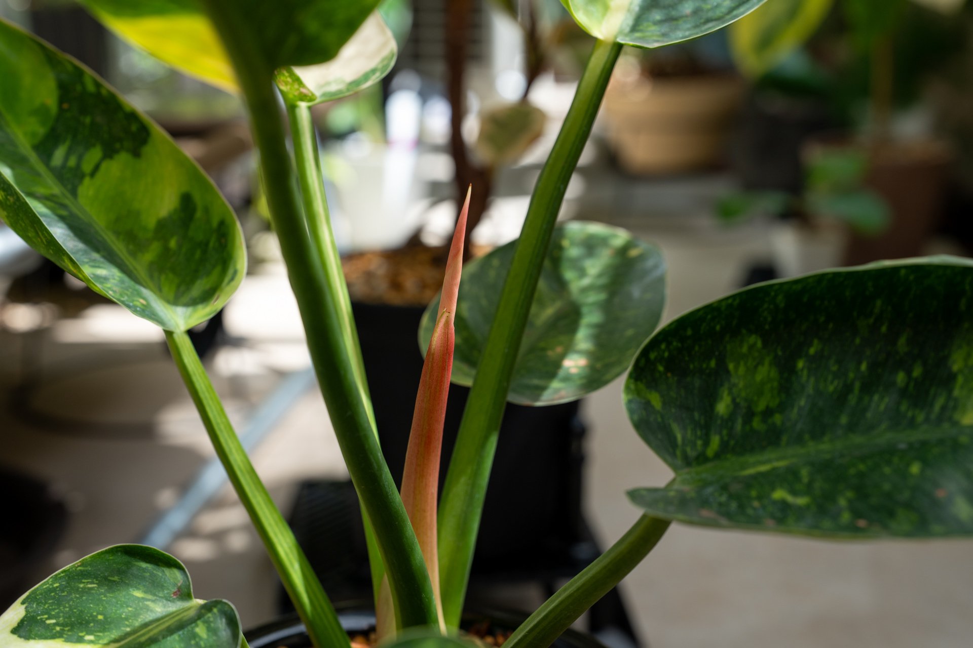 フィロデンドロン・グリーンコンゴの成長記録｜燃えるゴミ