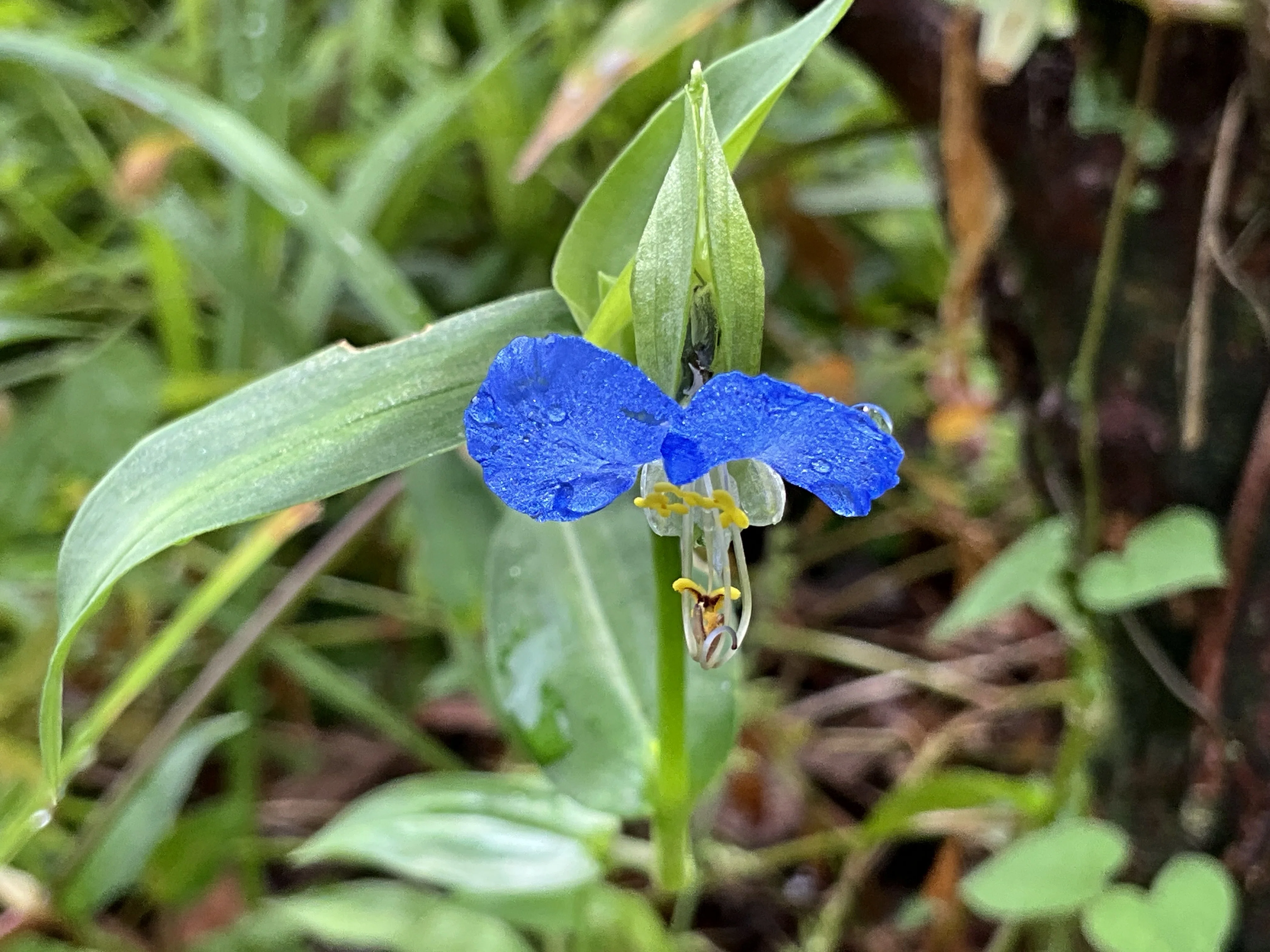 ツユクサの青に思うこと（京都府立植物園）：2025年9月9日（火）｜藤井