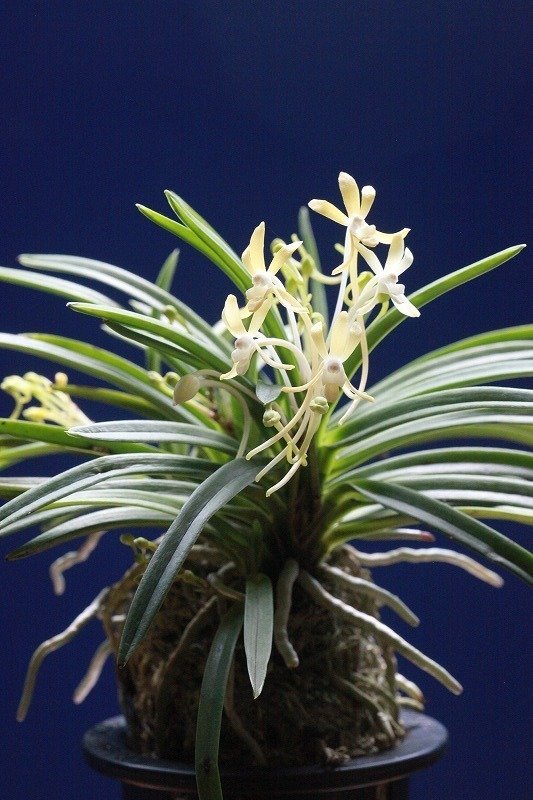 富貴蘭「菊乙女」の花｜KJ Morison