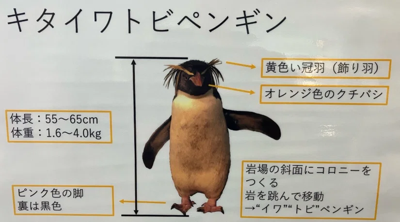 Oga Aquarium GAO] Enjoying it with the family! The charm and