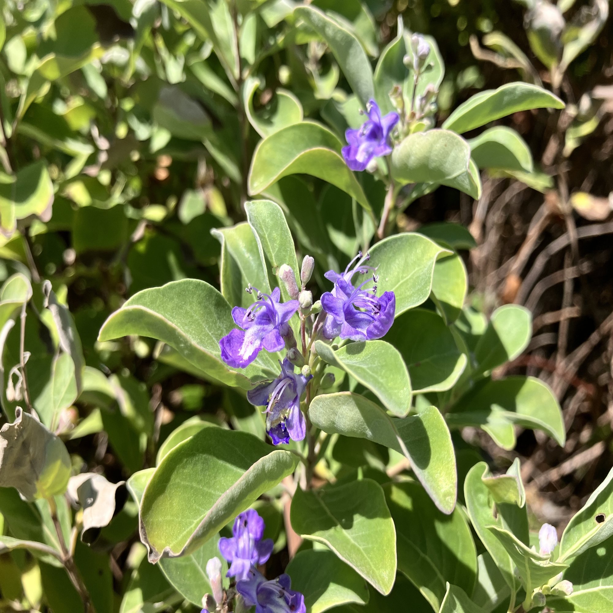 盆栽芸術ー人ー 小林國雄の世界/アジア太平洋観光社/小林國雄, image size:2000x1500