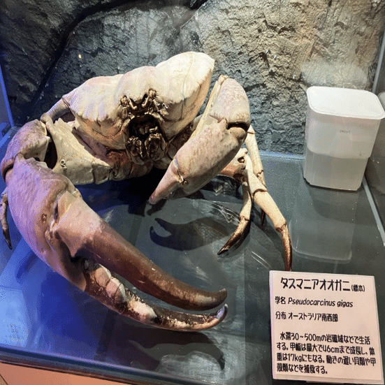 タスマニアオオガニに出会える！男鹿水族館GAOで学んだ驚きの生態