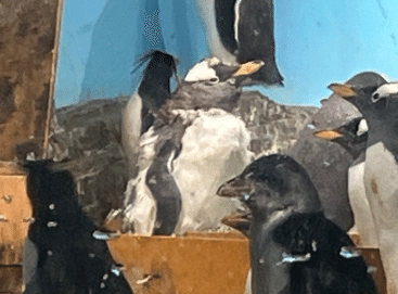 ペンギンの「ボサボサ期」はなぜ起こる？——写真から読み解く