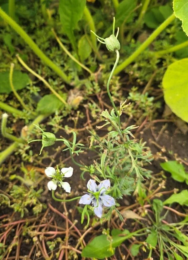 ブラックシードを使う ｜ニゲラ｜ブラッククミン｜植物｜種｜花