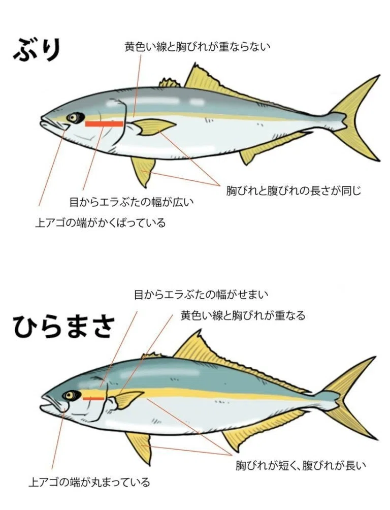 釣り人語源考 「ヒラマサ」取り違え事件簿｜decodecochibita