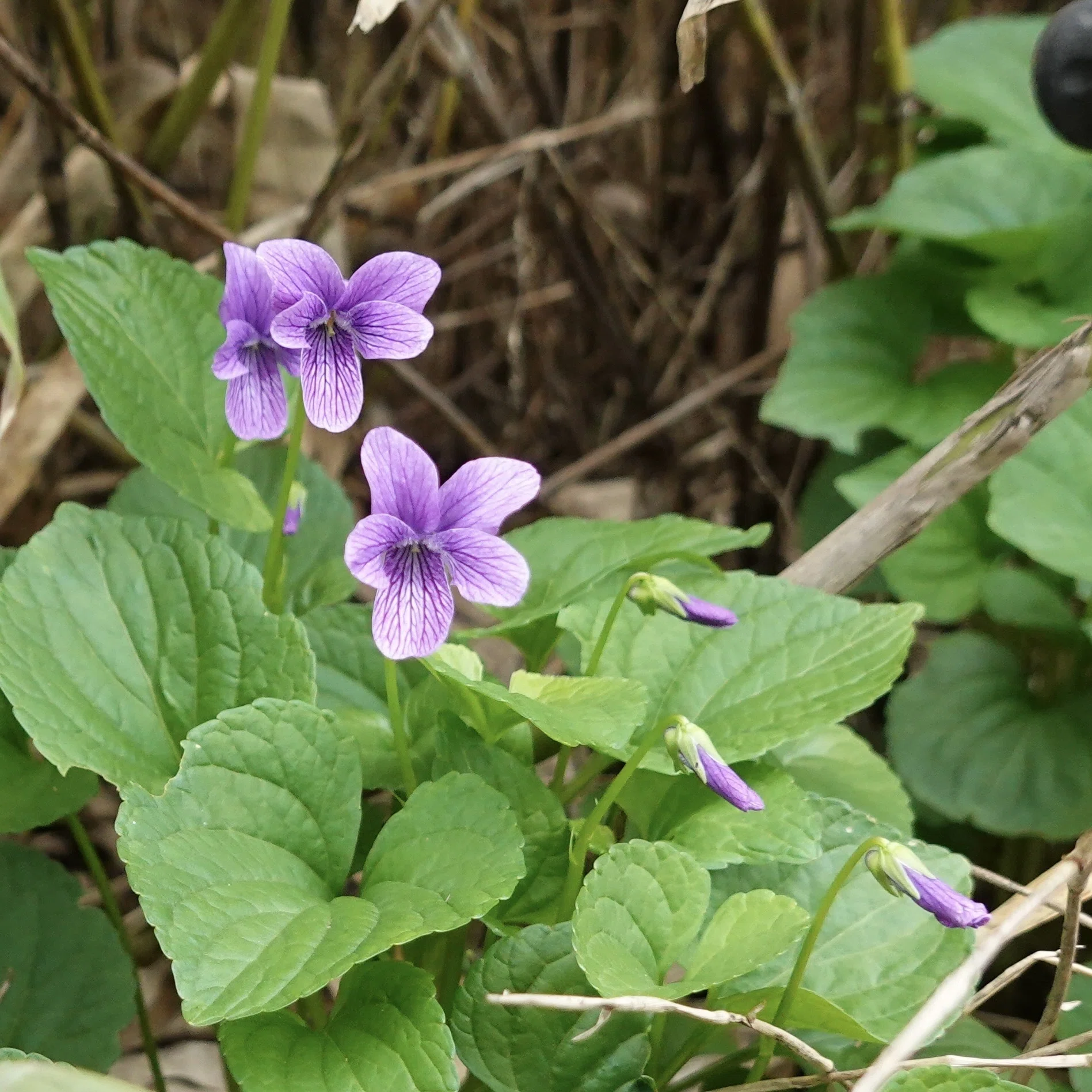 オオバタチツボスミレ Viola langsdorfi subsp. sachalinensis｜note