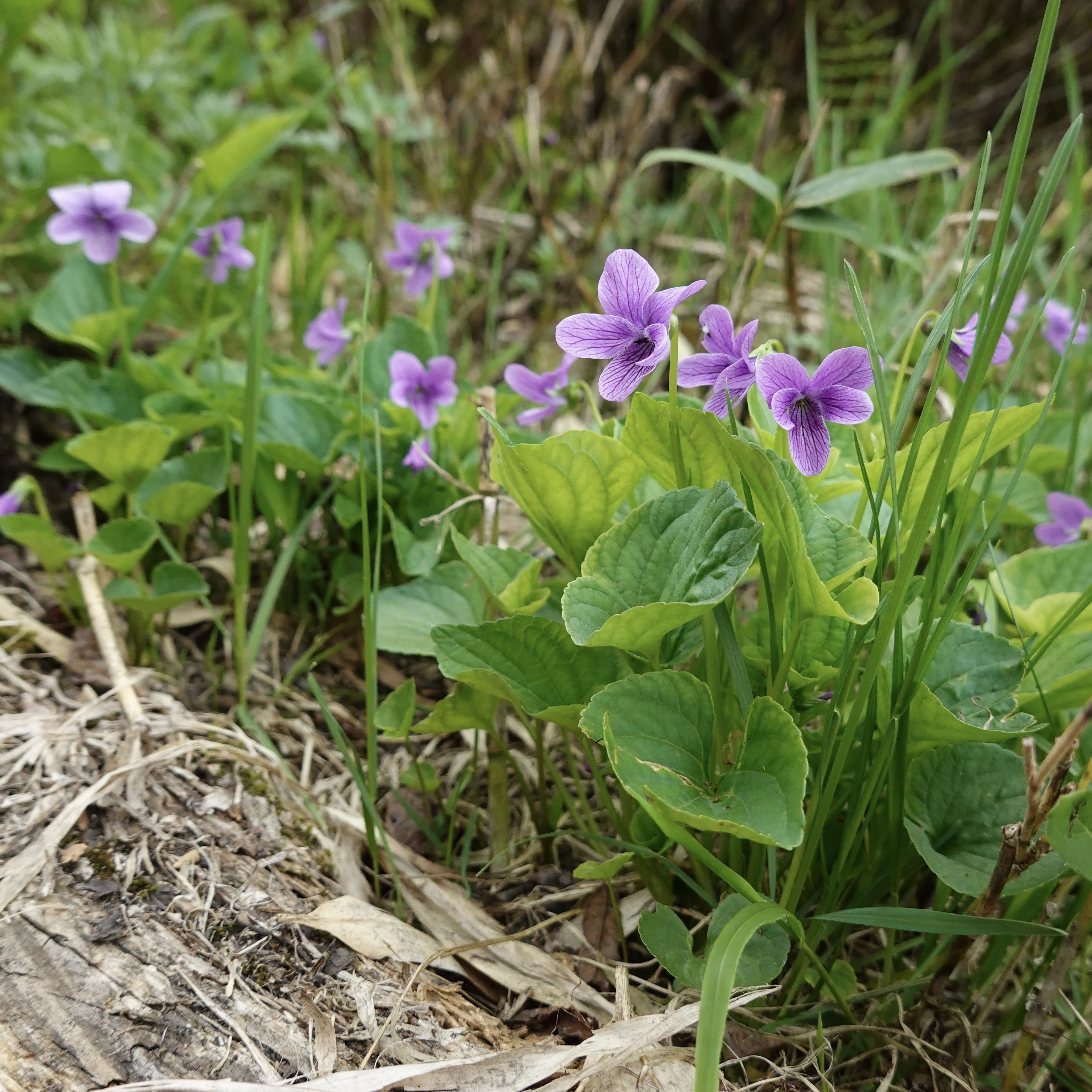 オオバタチツボスミレ Viola langsdorfi subsp. sachalinensis｜note