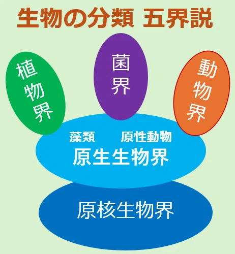 原感0010 原虫ってなに?小児科医が教える「目に見えない寄生者」の正体|Cozy HP