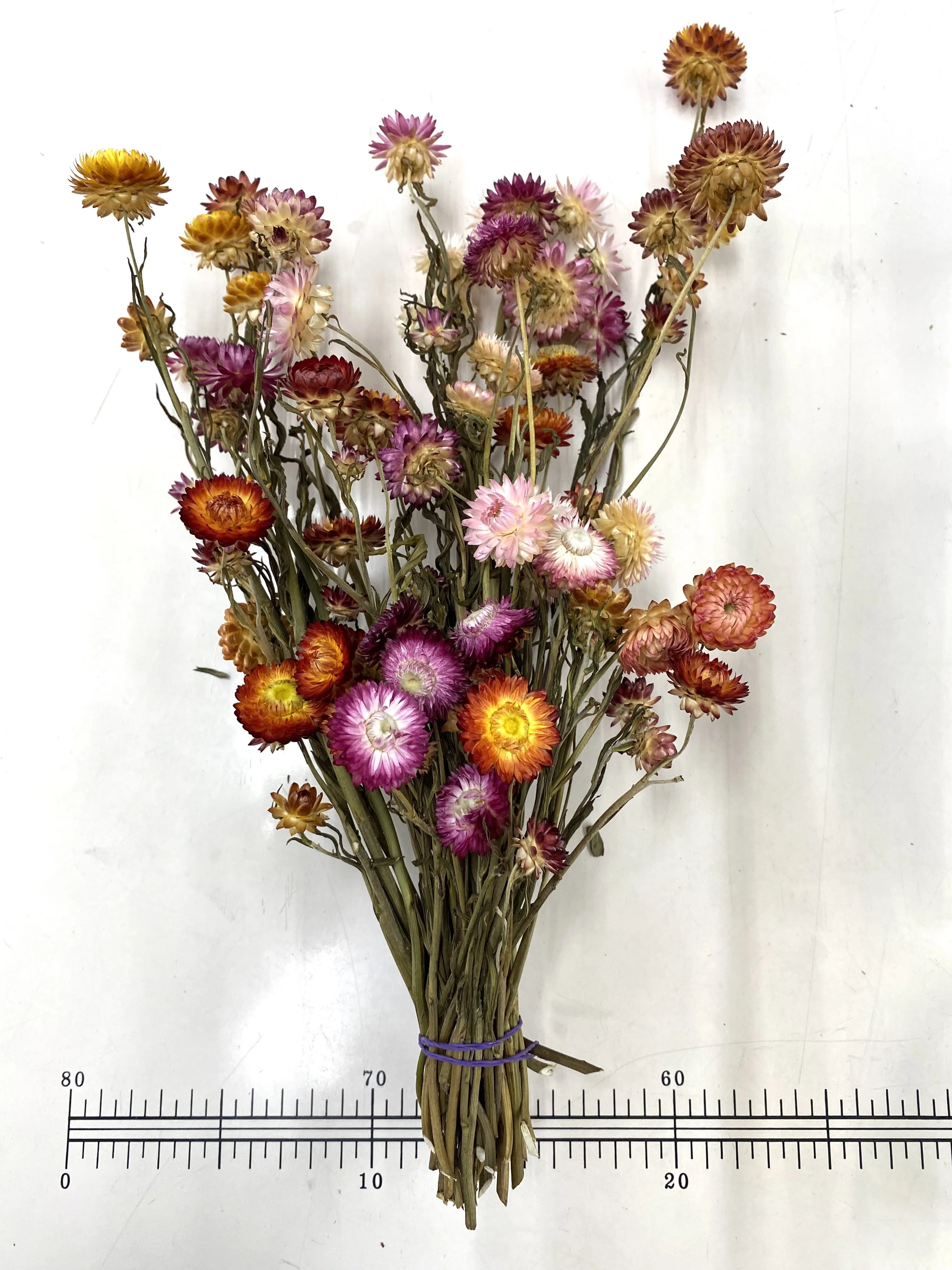 スワッグ作り初心者が挑戦💪〜花材選びから完成まで〜｜Antique Petal