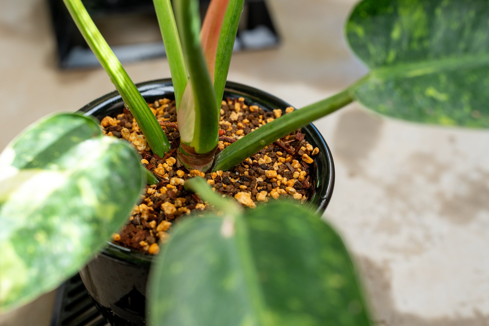 フィロデンドロン・グリーンコンゴの成長記録｜燃えるゴミ