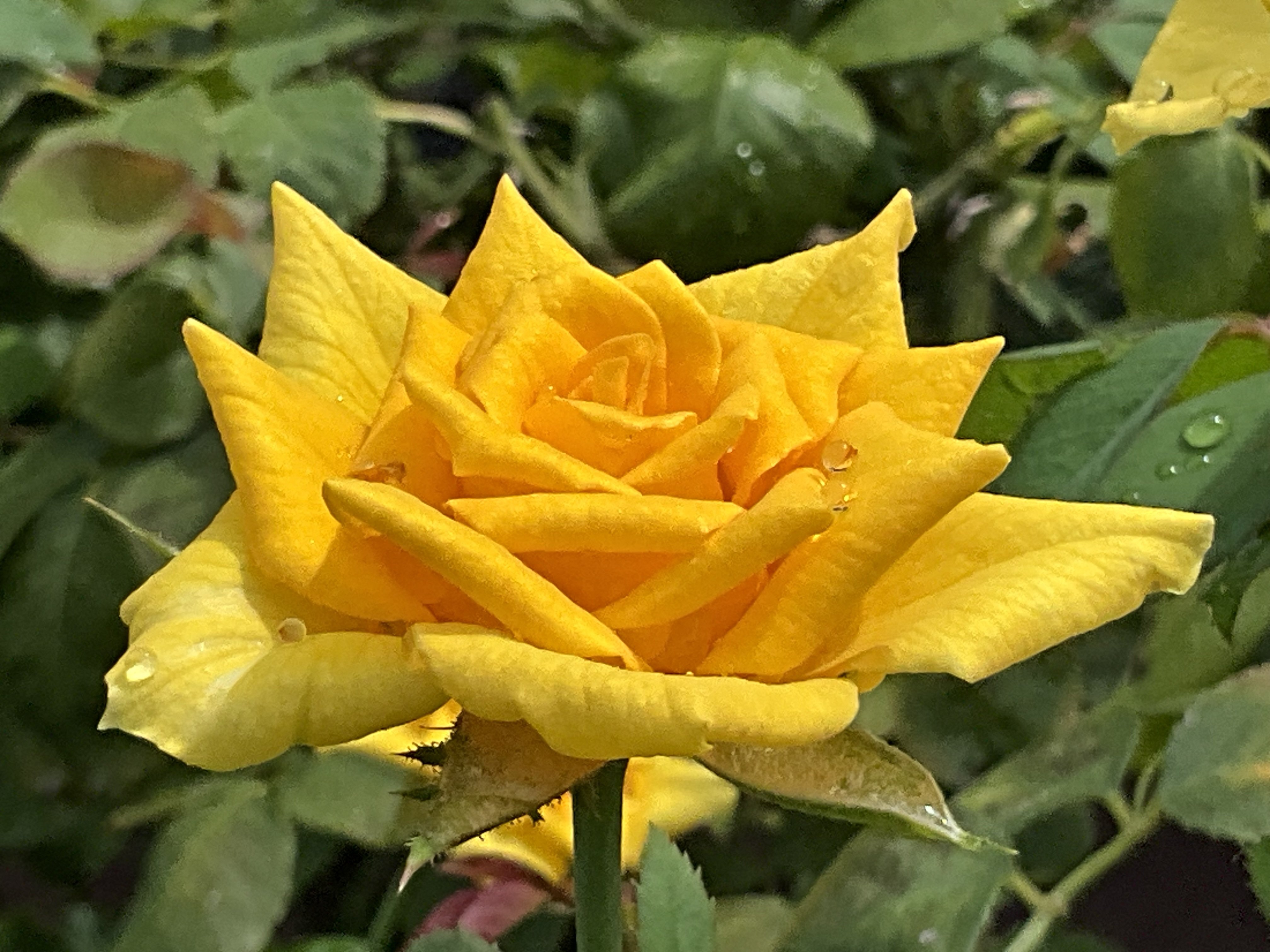 9月上旬の薔薇（米国作出，京都府立植物園）：2025年9月8日（月