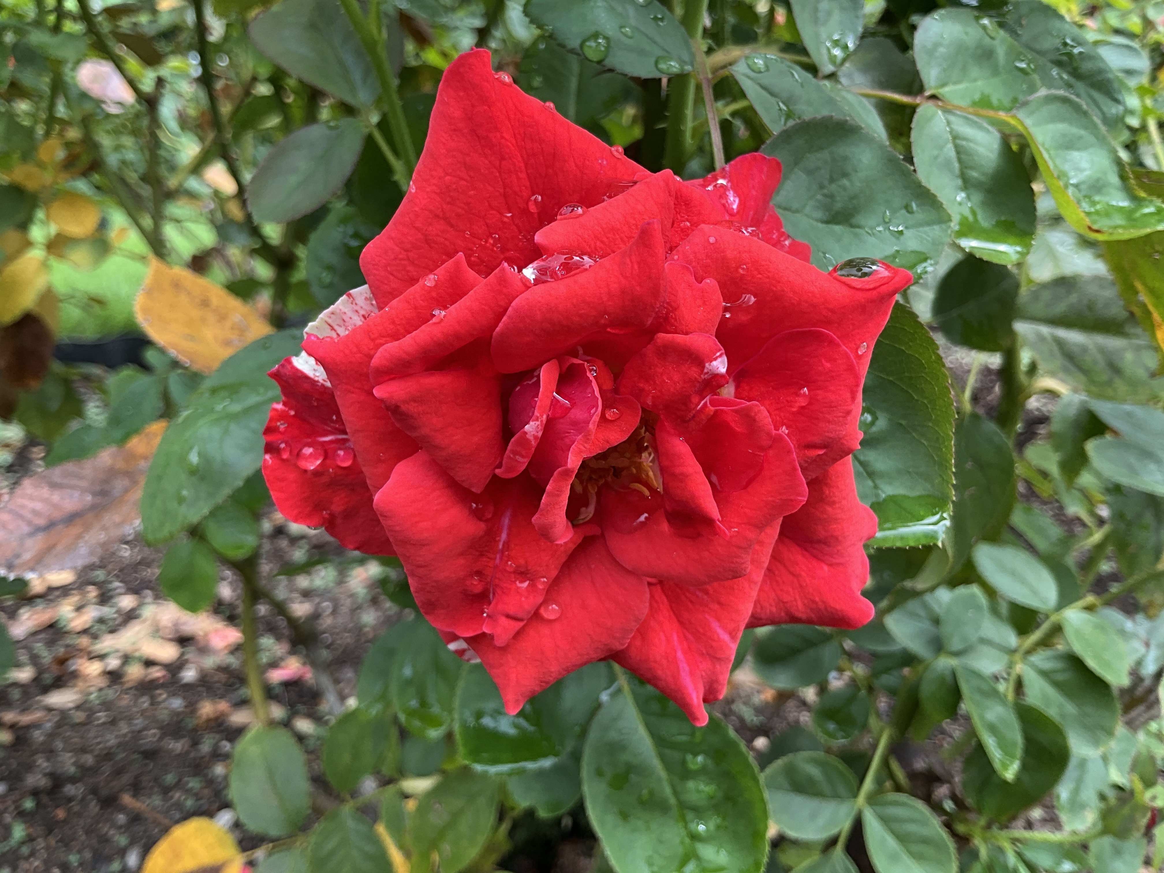 バラ　FS 園芸ネット本店｜F＆Gローズ：さくらいろ6号鉢植え(バラ) の通販【公式】