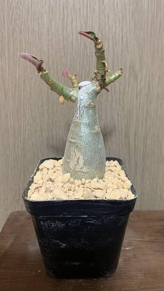 植木鉢 作家鉢 陶器鉢 塊根植物 多肉植物 観葉植物ビザールプランツ① 植木鉢 作家鉢 陶器鉢 塊根植物 多肉植物 観葉植物ビザールプランツ