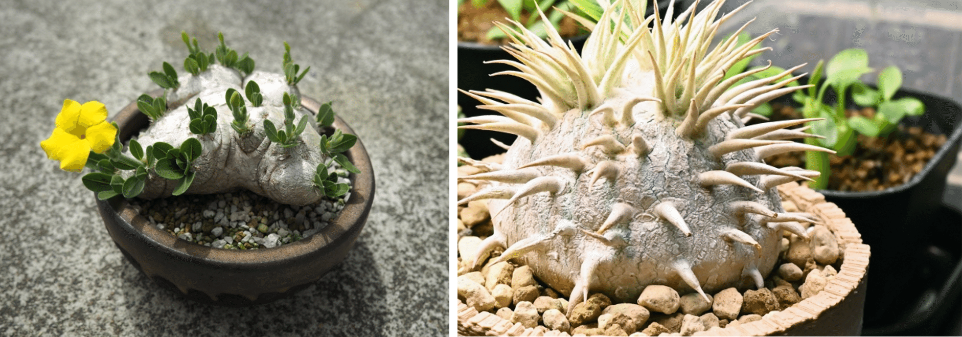 ビザールプランツ入門】根活おじさんが語る奇怪な植物の魅力と育て方の ビザールプランツ入門】根活おじさんが語る奇怪な植物の魅力と育て方の