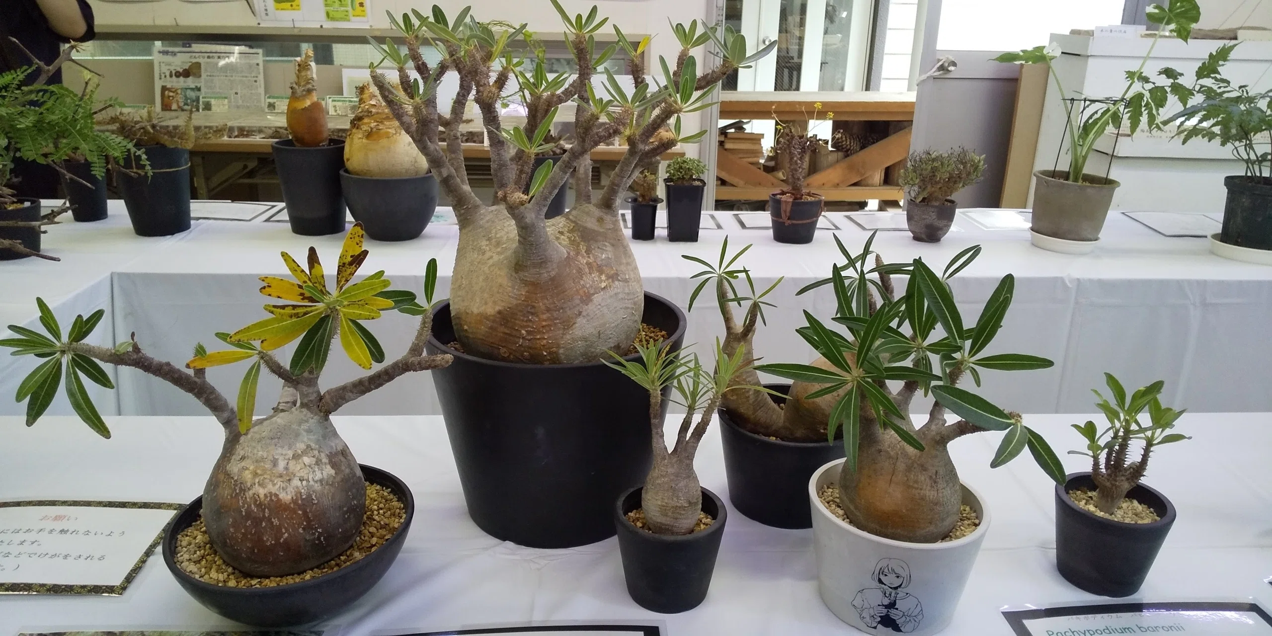 ビザールプランツ入門】根活おじさんが語る奇怪な植物の魅力と育て方の