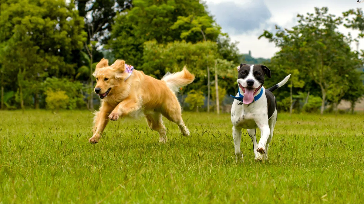 [2026 Latest Edition] 7 Recommended Dog Runs & Walking Spots in ...