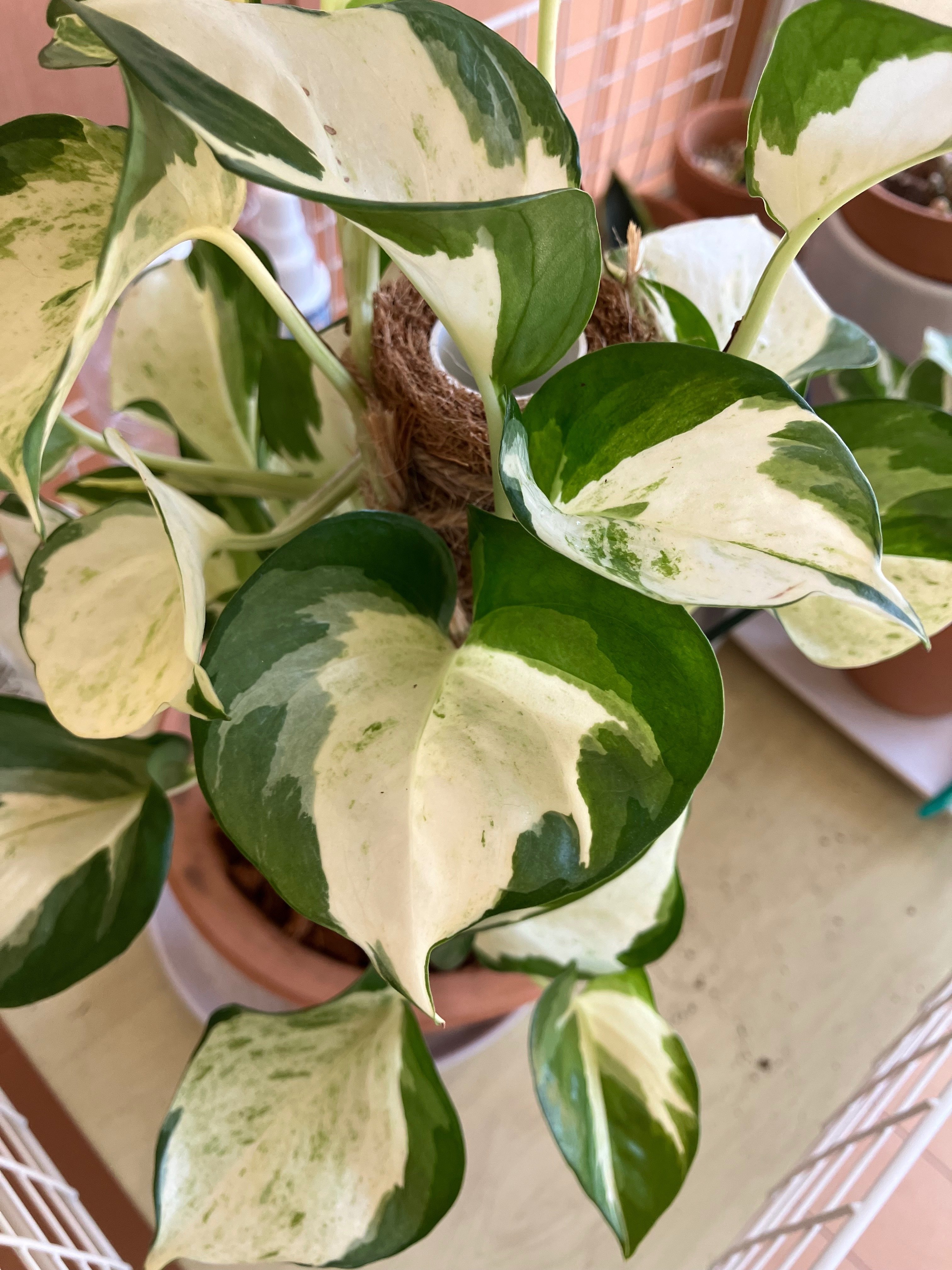 斑入りの植物がスキ》 ポトス ステータス & エンジョイ 《ただ