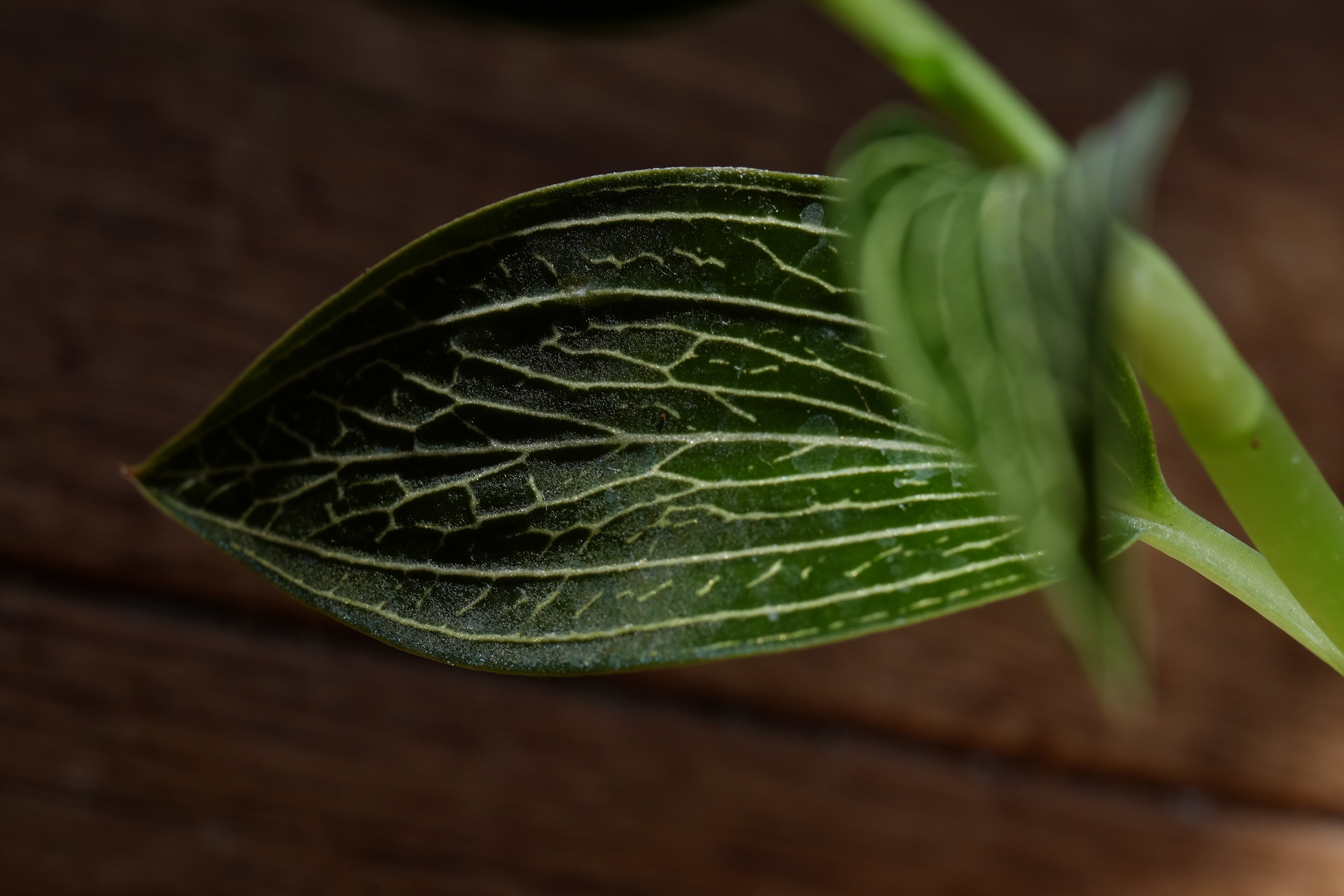 ジュエルオーキッドもやって来ていた｜ノンシャラン