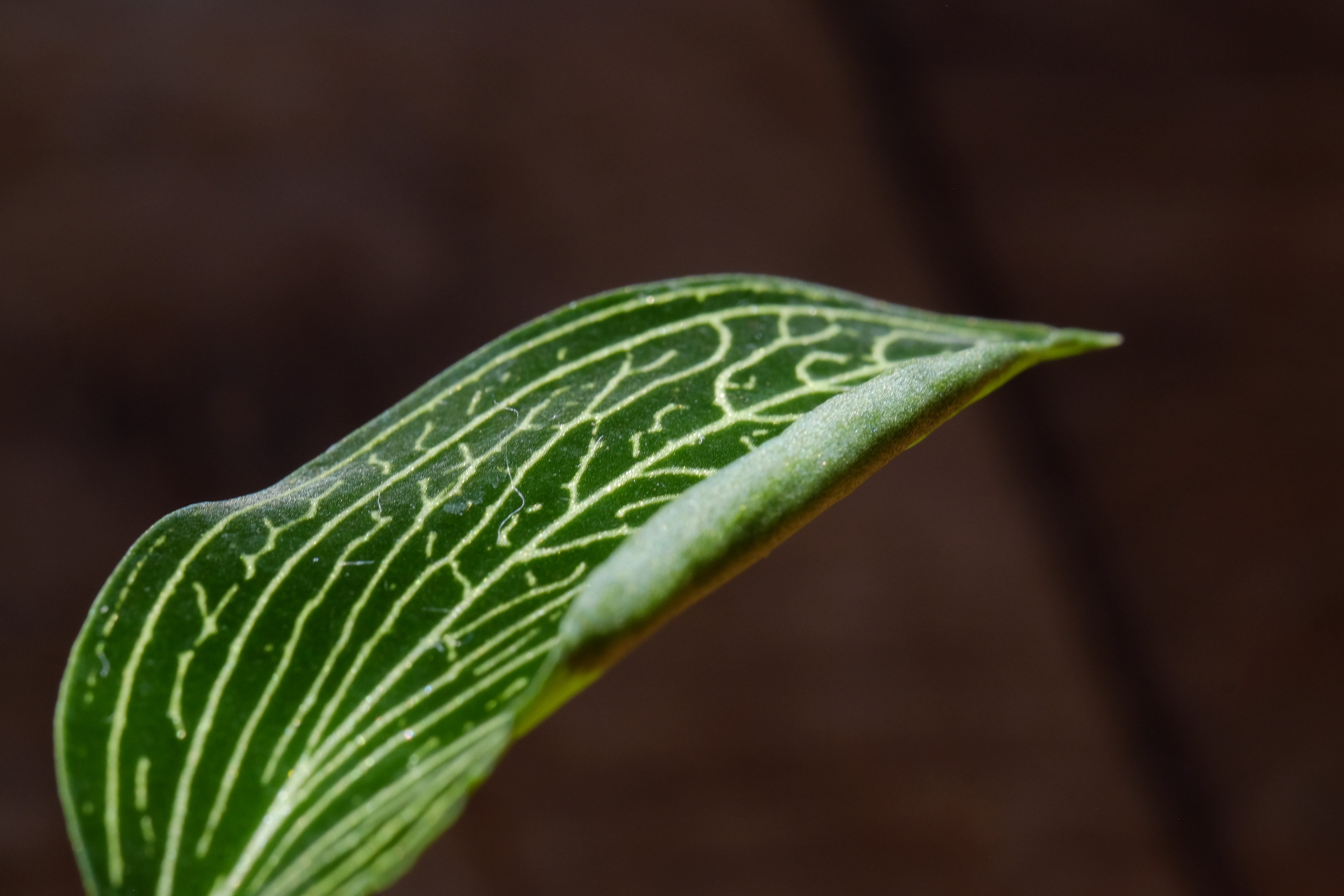 ジュエルオーキッドもやって来ていた｜ノンシャラン