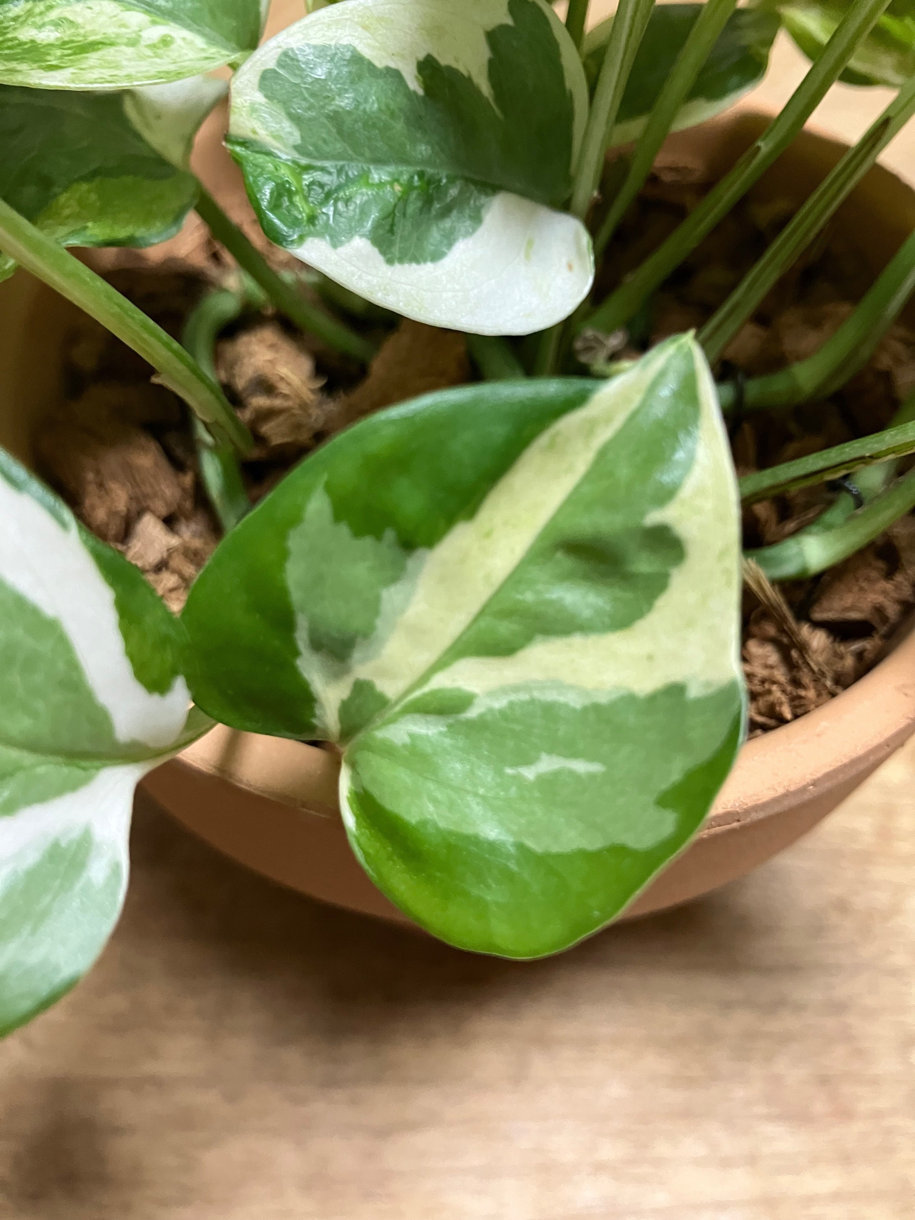 モンステラ・ポトス 緑と白の斑入り モンステラ 斑入り3.5号 | 植物との暮らし apricot