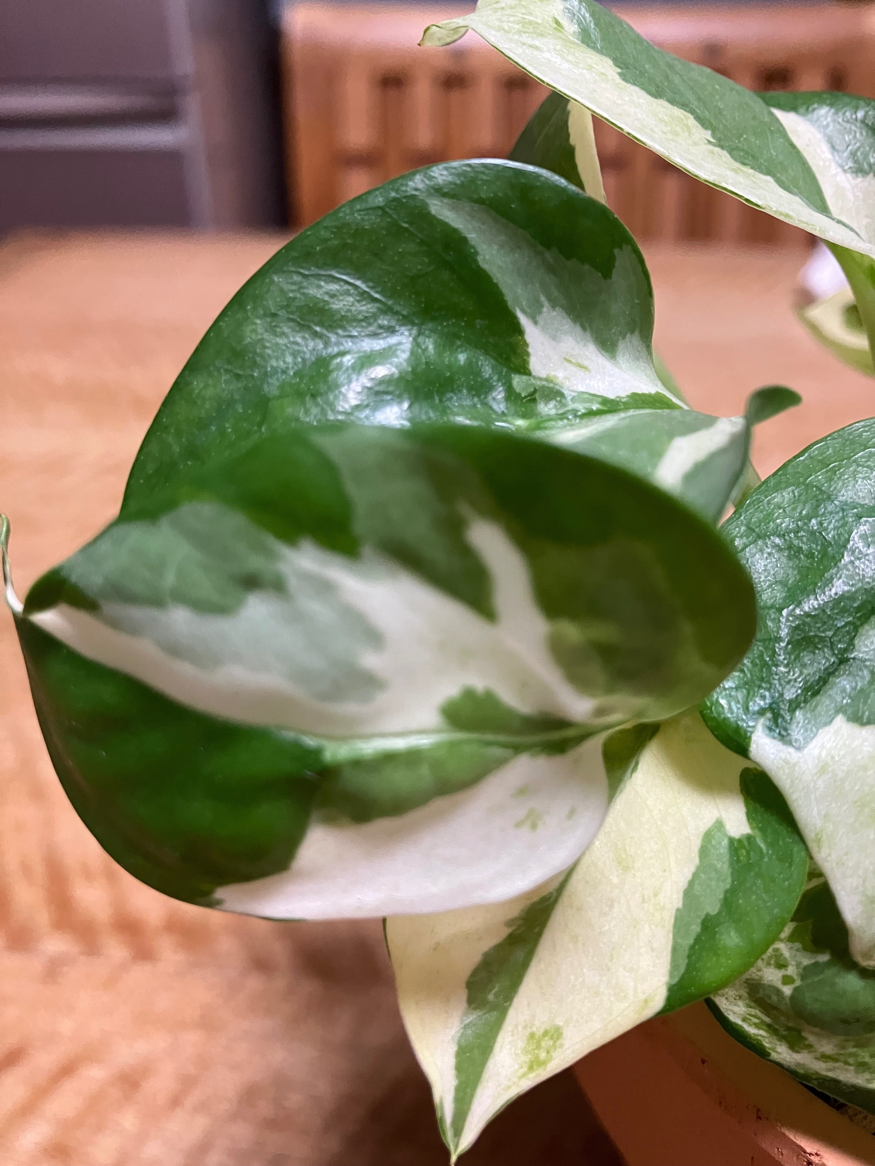 斑入りの植物がスキ》 ポトス ステータス & エンジョイ 《ただ