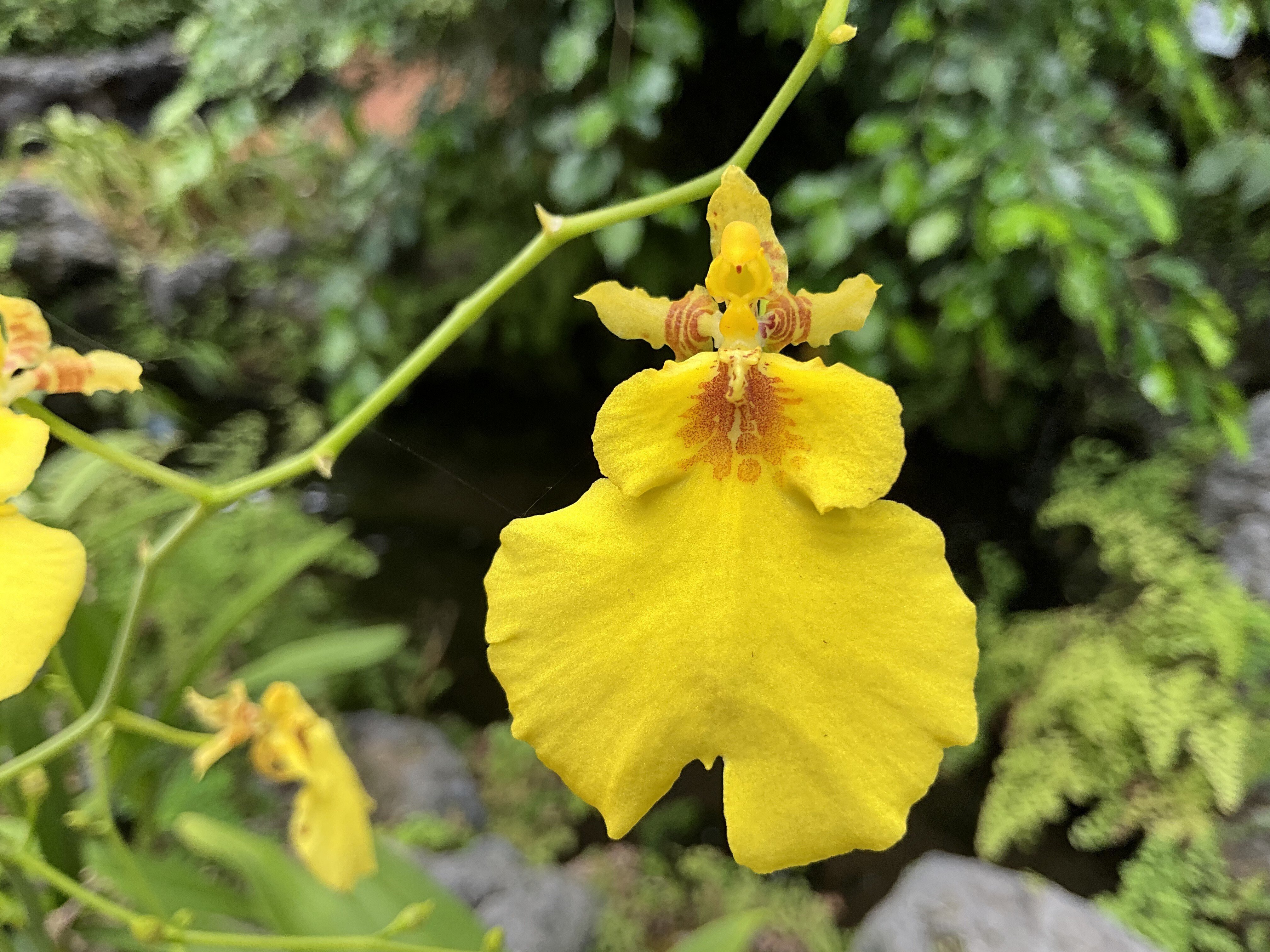 個性豊かな花姿のラン（京都府立植物園）：2025年9月10日（水）｜藤井