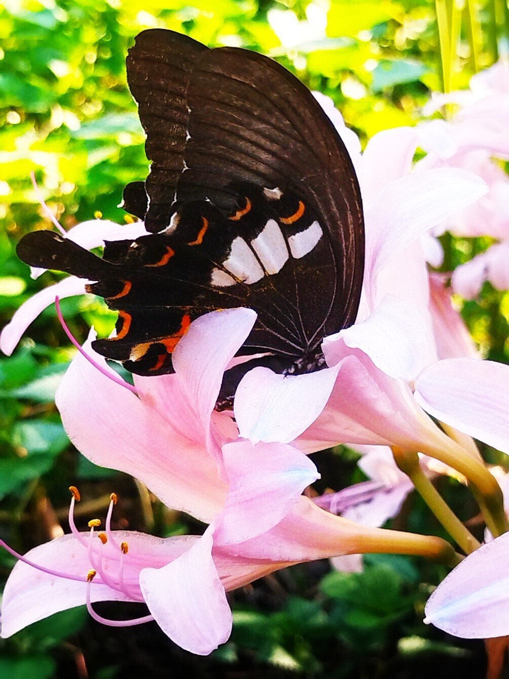 模写 田中一村「草花に蝶と蛾」 静物画油絵田中一村庵