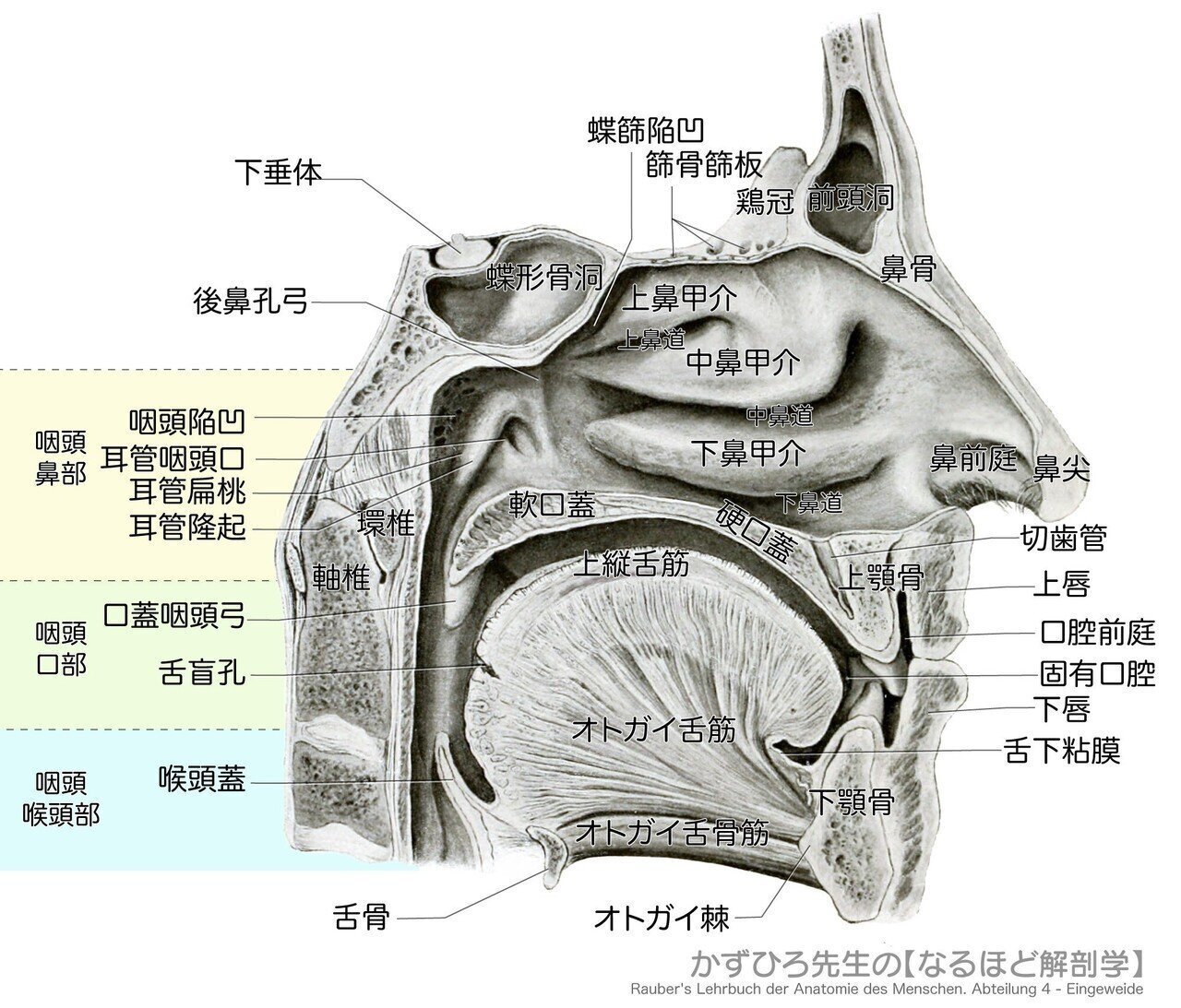 消化器系① 口腔・咽頭・食道 解説｜かずひろ先生（黒澤一弘｜解剖