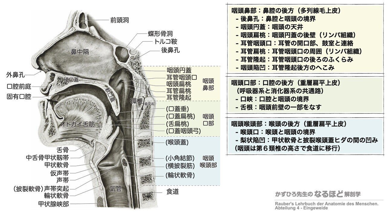 消化器系① 口腔・咽頭・食道 解説｜かずひろ先生（黒澤一弘｜解剖