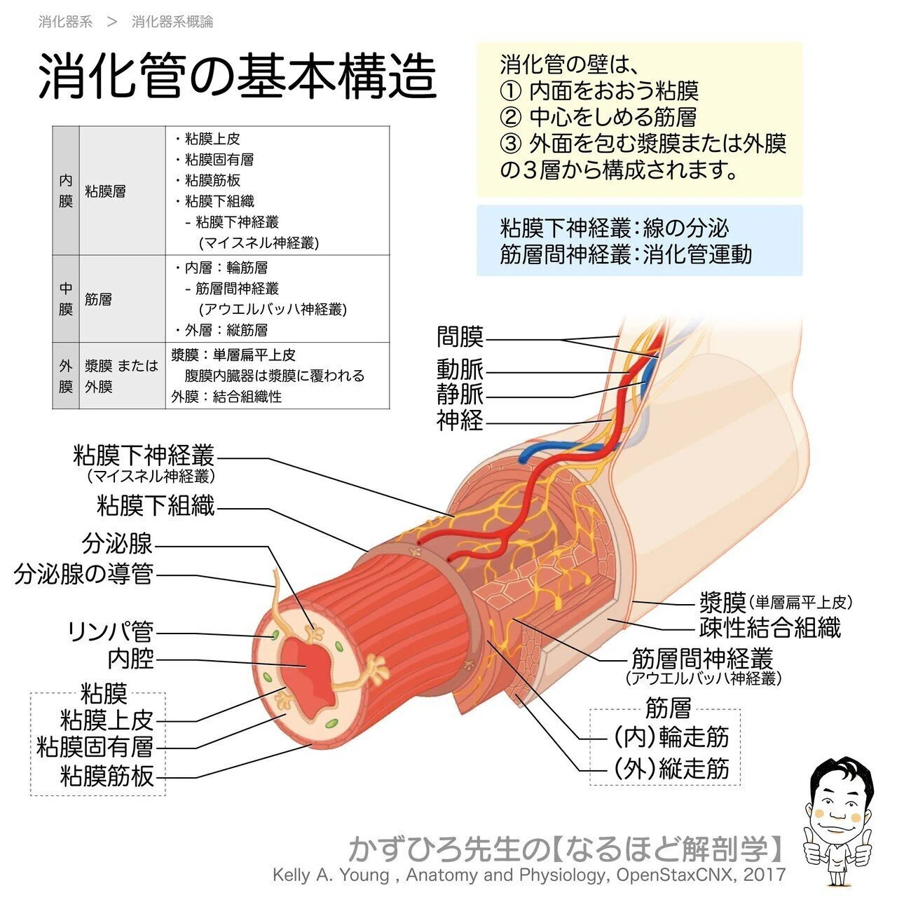 消化器系① 口腔・咽頭・食道 解説｜かずひろ先生（黒澤一弘｜解剖