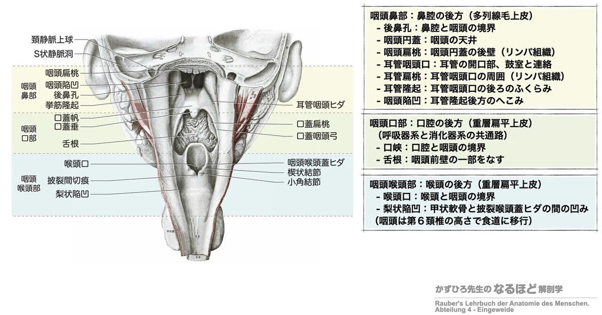 消化器系① 口腔・咽頭・食道 解説|かずひろ先生(黒澤一弘|解剖×教育×AI)