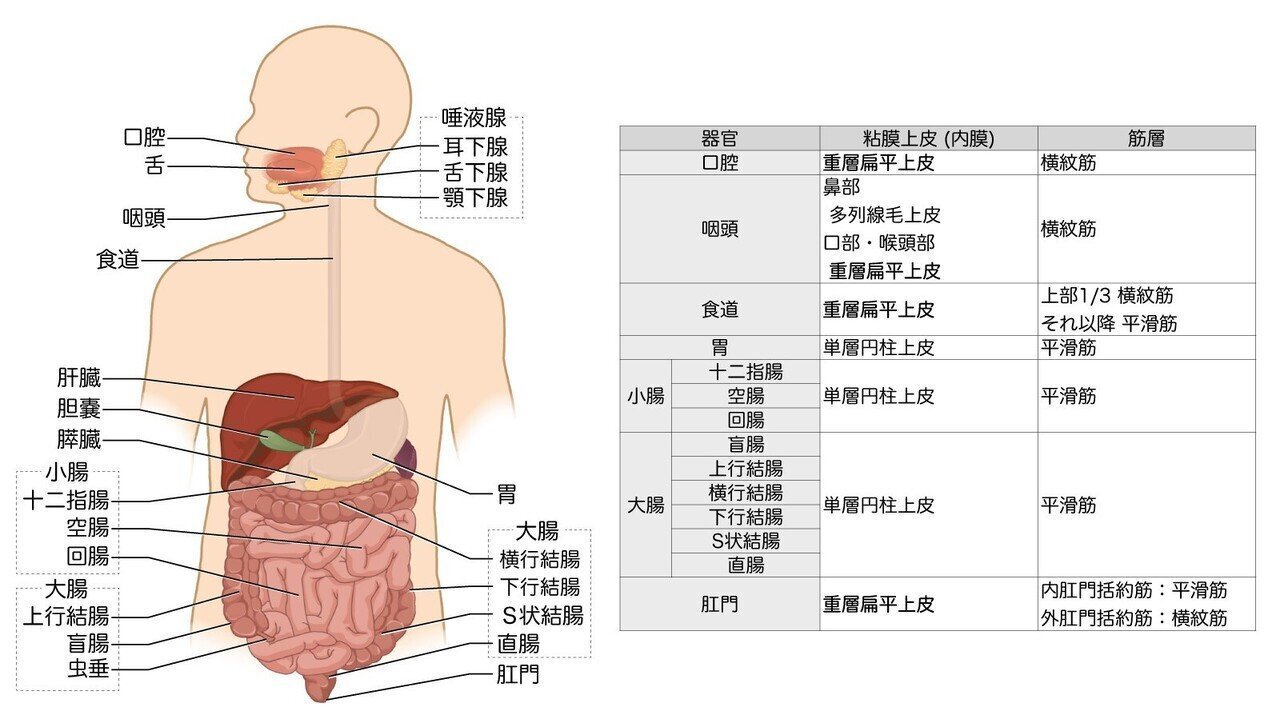 口腔解剖学　筋学、内臓学 消化器系① 口腔・咽頭・食道 解説｜かずひろ先生（黒澤一弘｜解剖
