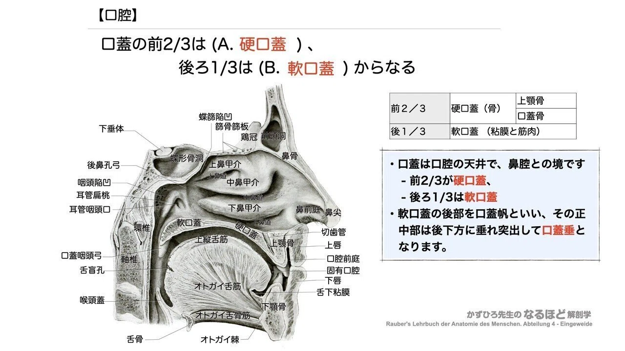 消化器系① 口腔・咽頭・食道 一問一答｜かずひろ先生（黒澤一弘｜解剖