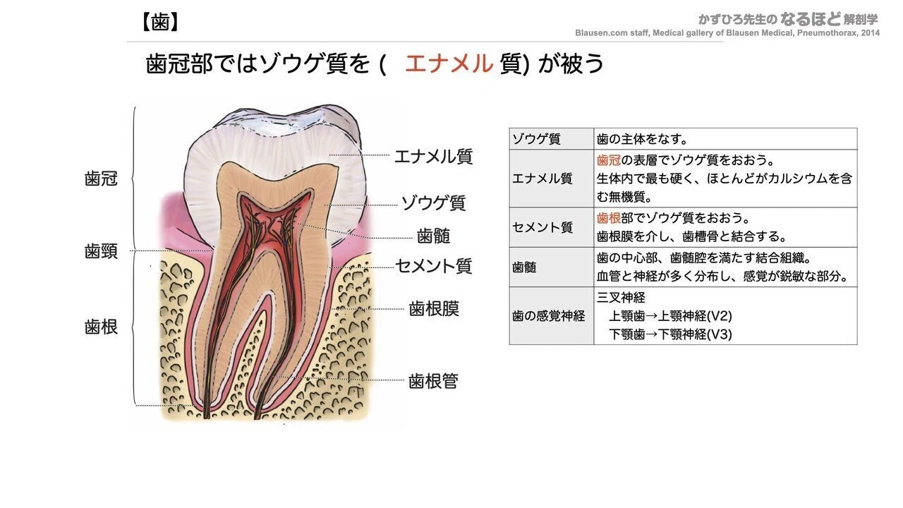 消化器系① 口腔・咽頭・食道 一問一答｜かずひろ先生（黒澤一弘｜解剖