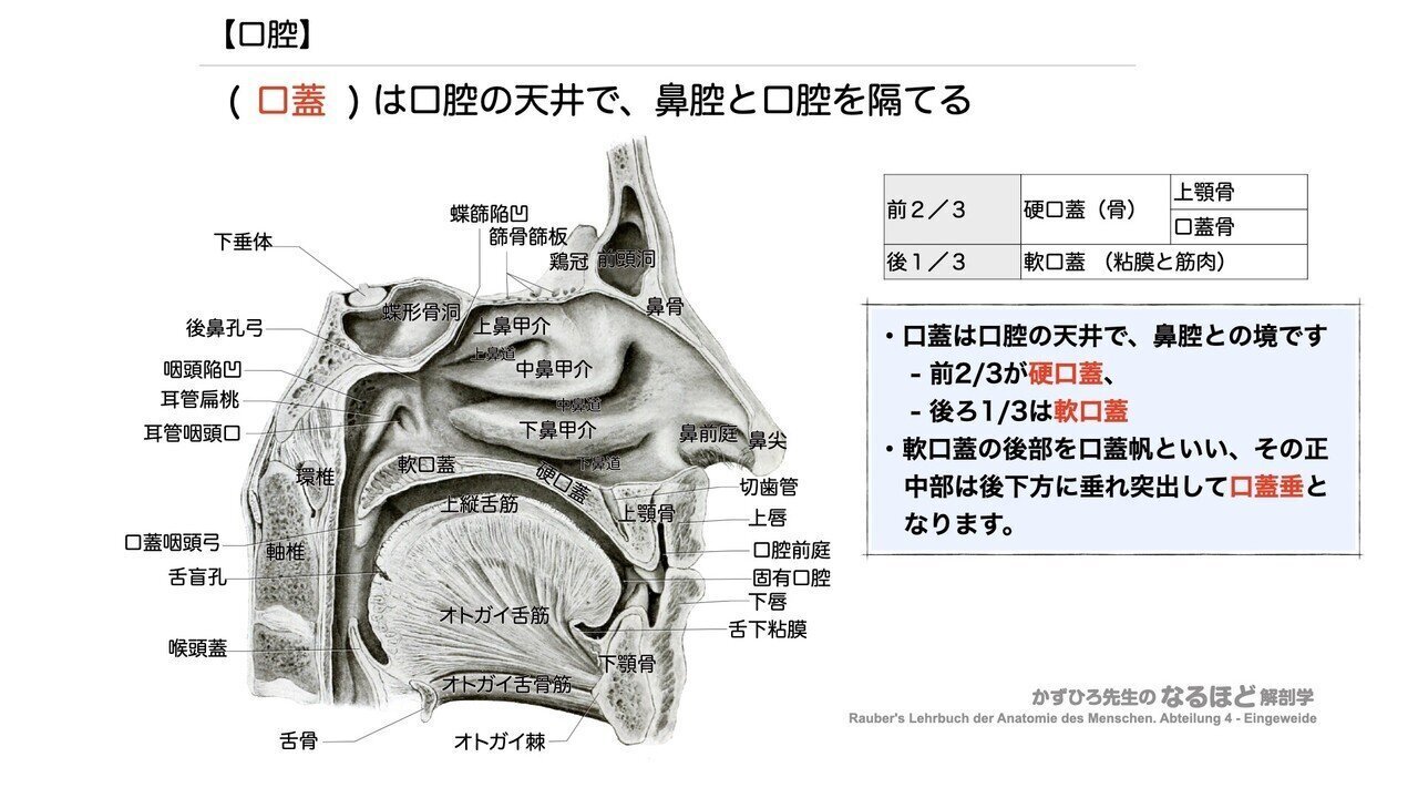 消化器系① 口腔・咽頭・食道 一問一答｜かずひろ先生（黒澤一弘｜解剖
