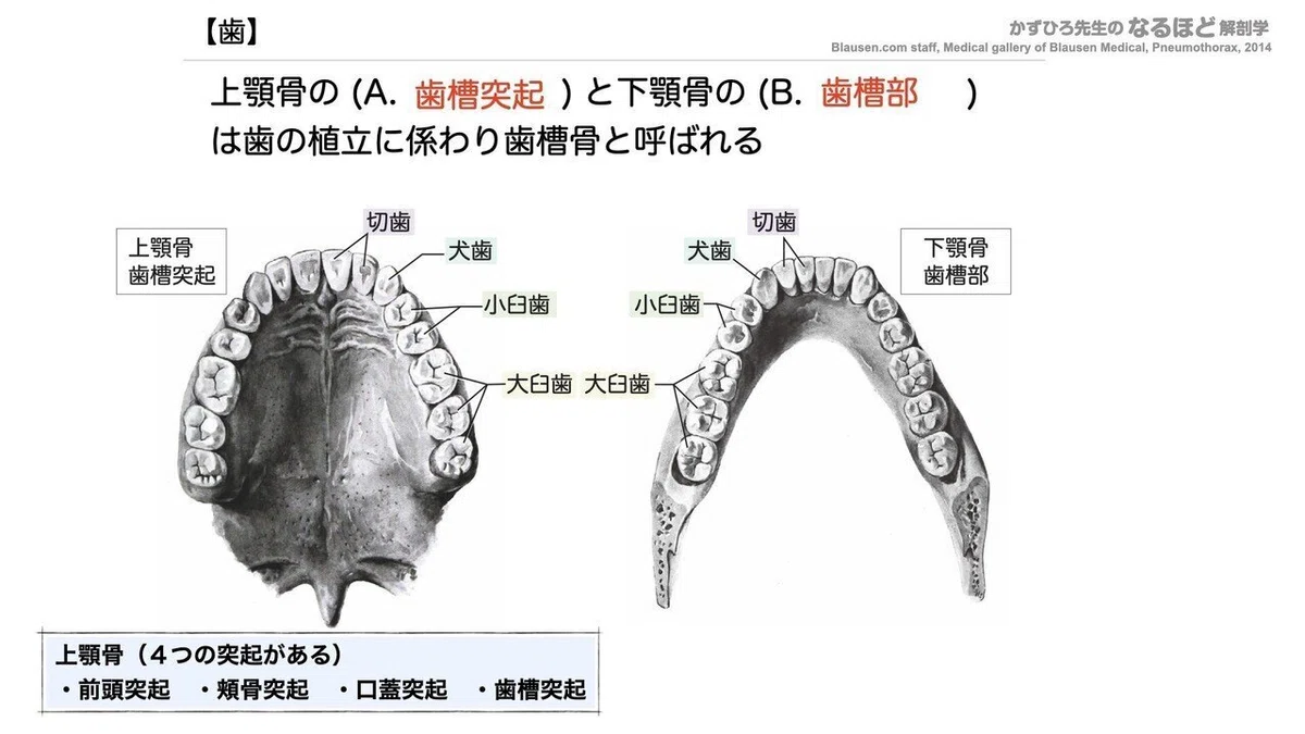 消化器系① 口腔・咽頭・食道 一問一答|かずひろ先生(黒澤一弘|解剖×教育×AI)