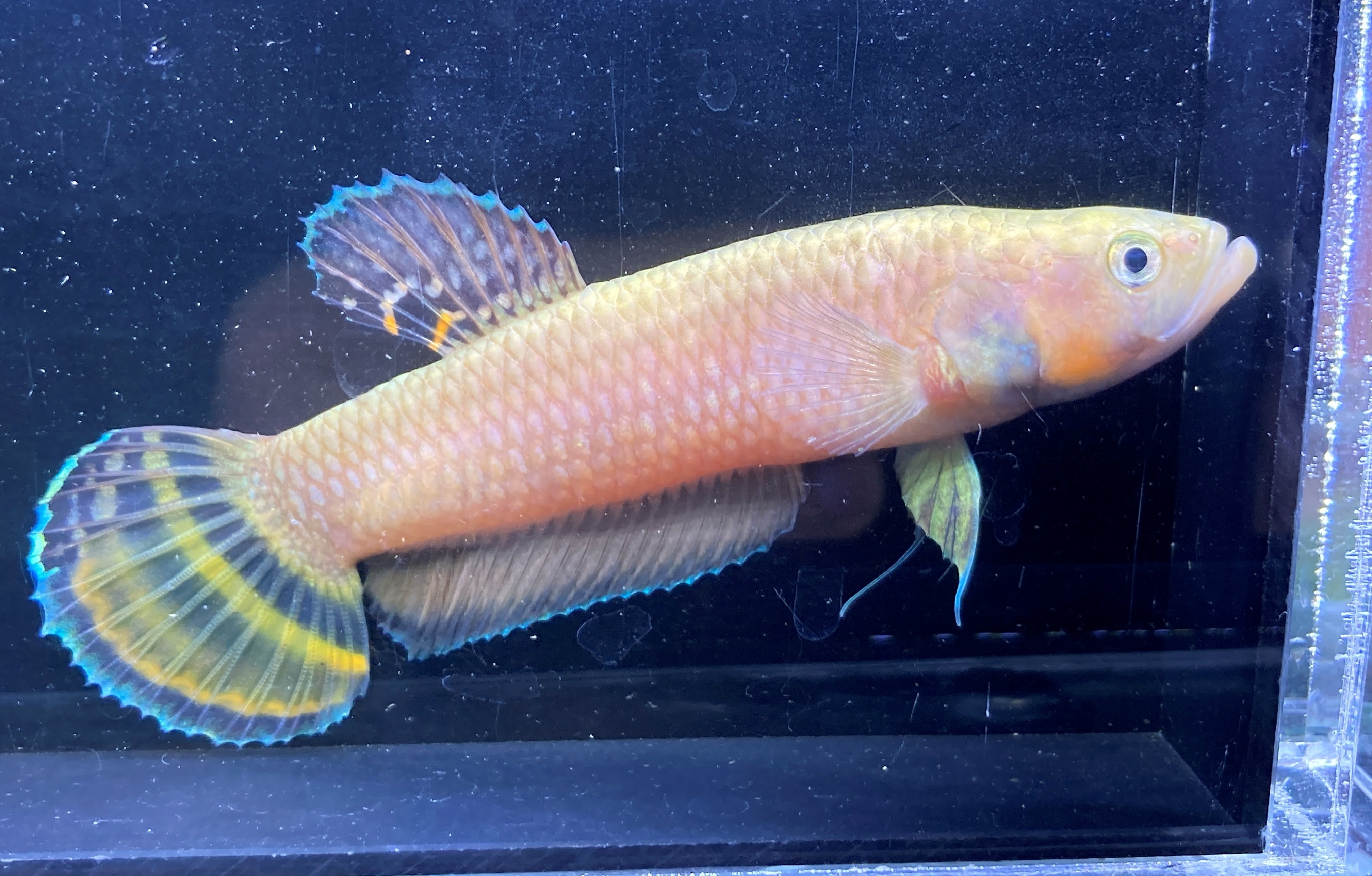 ベタの最高峰】マクロストマについて飼育、注意点、繁殖等について