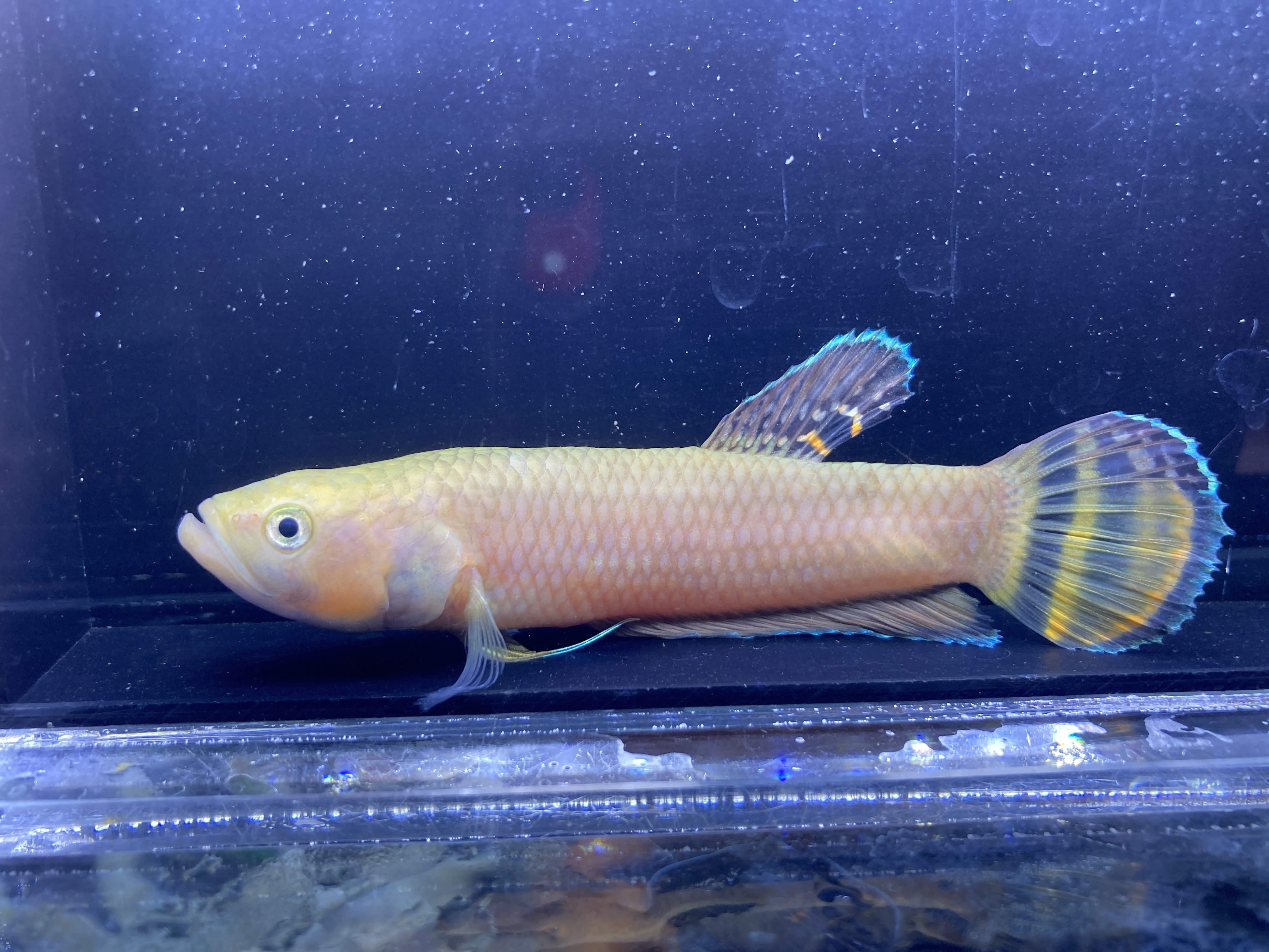 ベタの最高峰】マクロストマについて飼育、注意点、繁殖等について