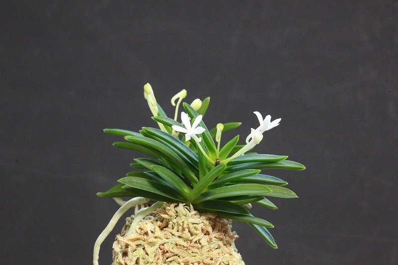 富貴蘭「宮 姫」の花｜KJ Morison