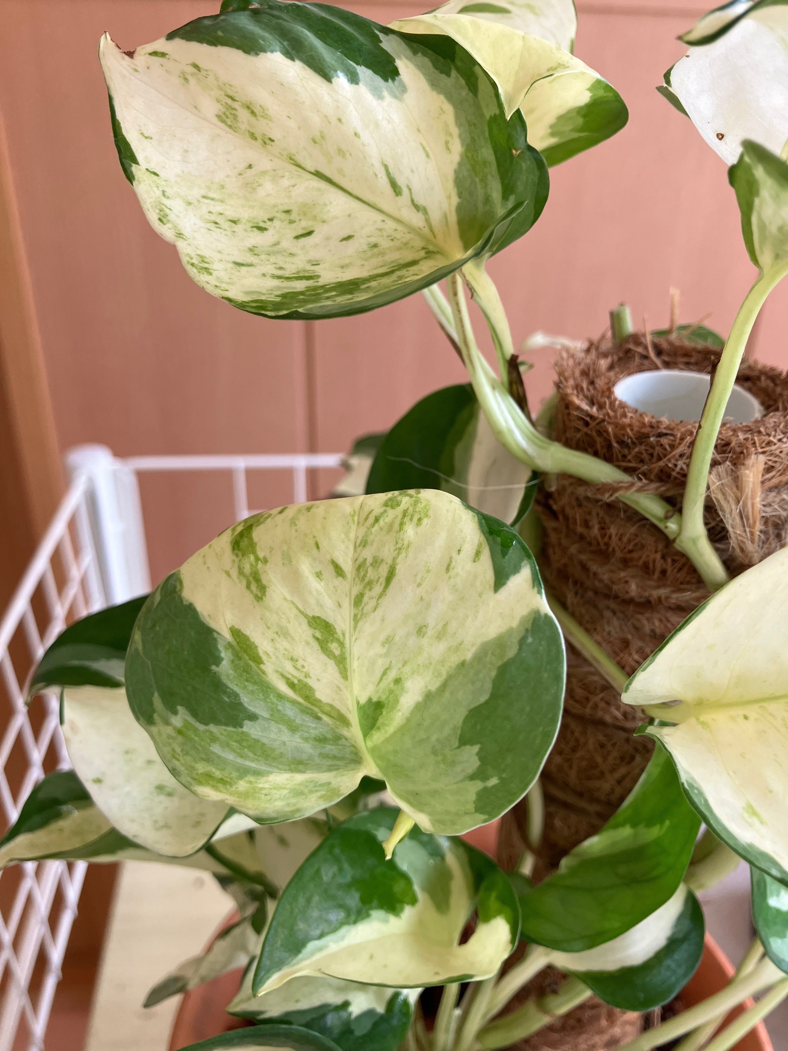 斑入りの植物がスキ》 ポトス ステータス & エンジョイ 《ただ、ただ